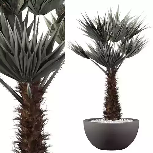 Chamaerops palm 3D model