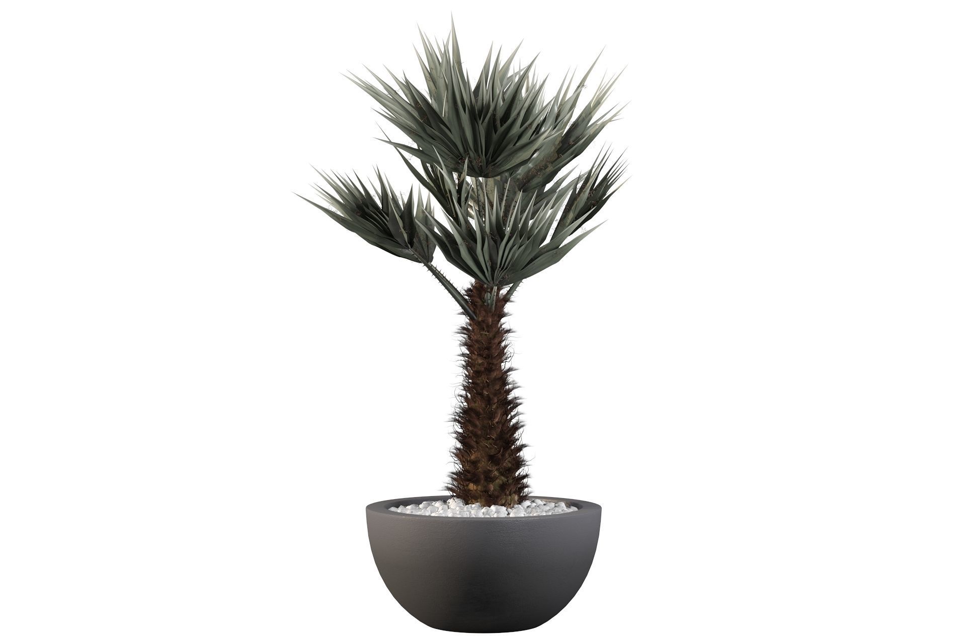 Chamaerops palm 3D model_40
