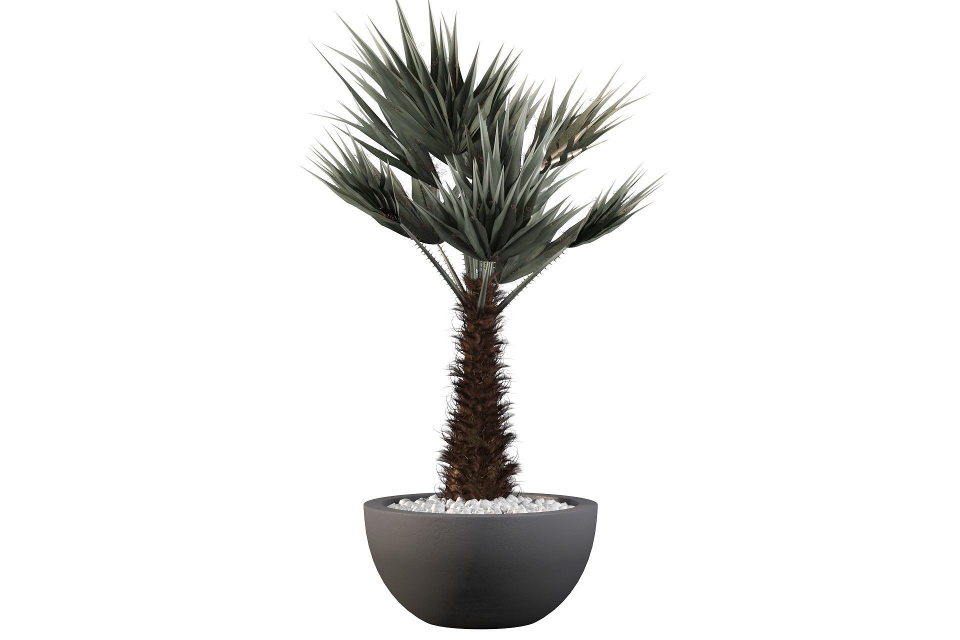 Chamaerops palm 3D model_30