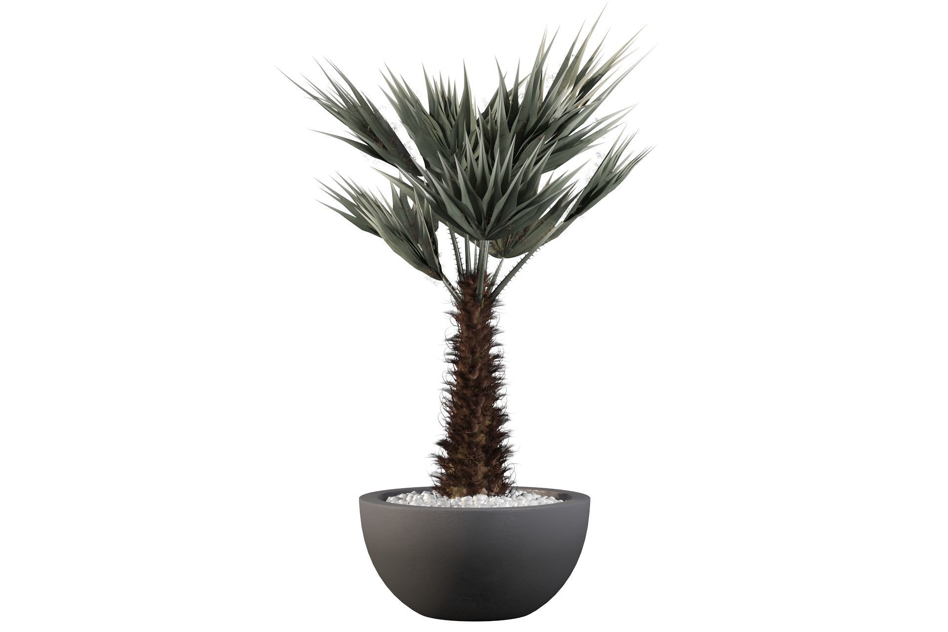 Chamaerops palm 3D model_38