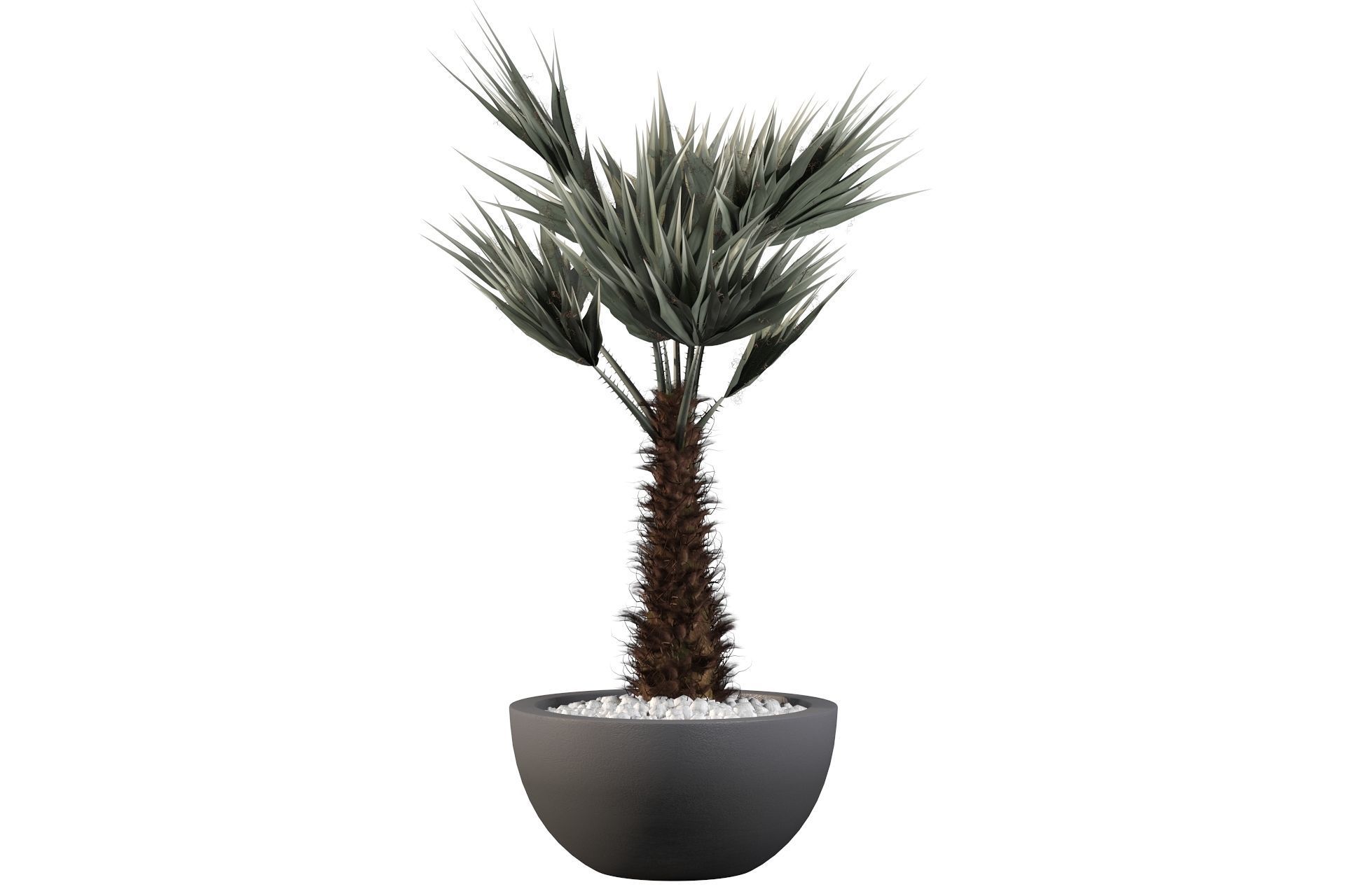 Chamaerops palm 3D model_28