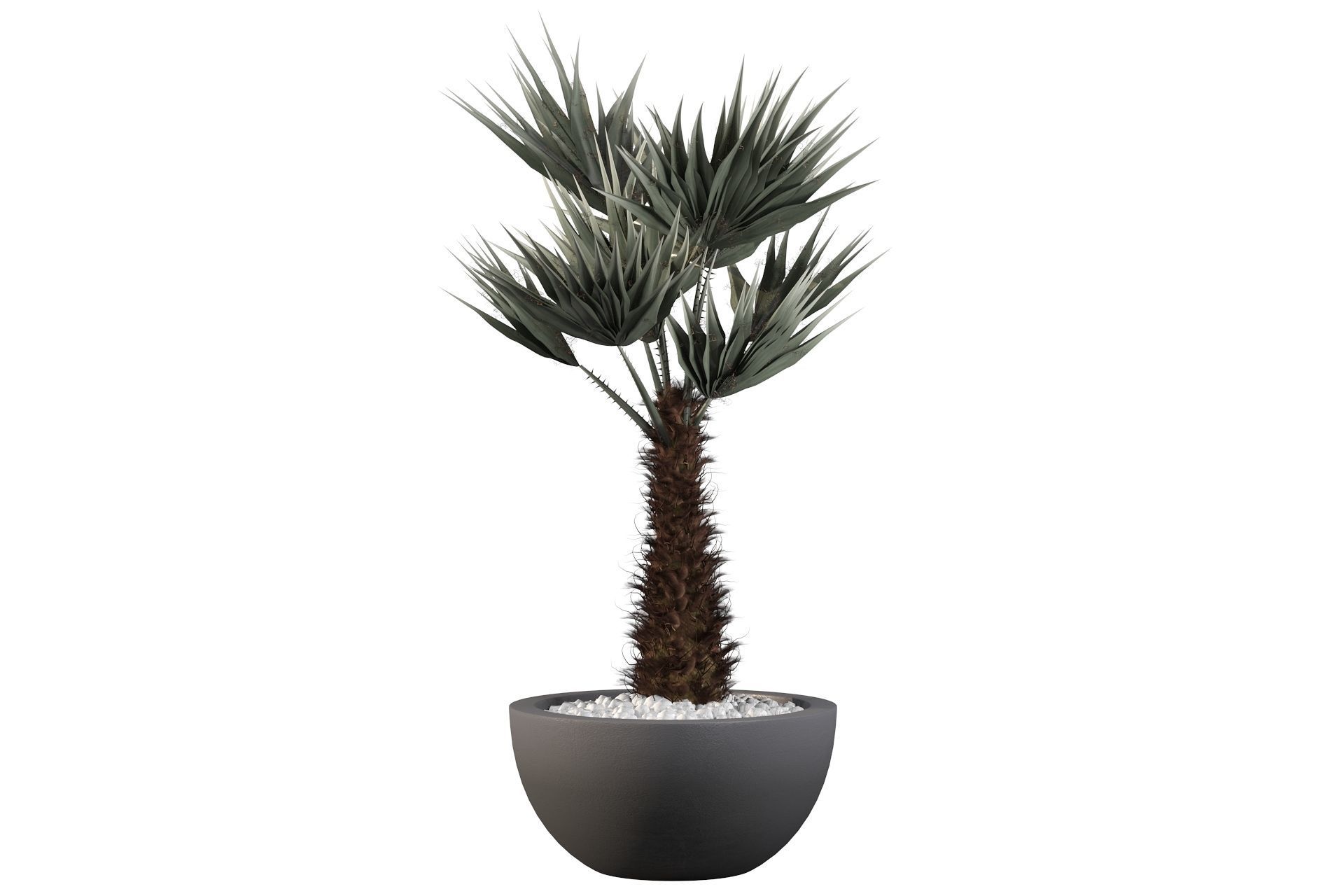 Chamaerops palm 3D model_36