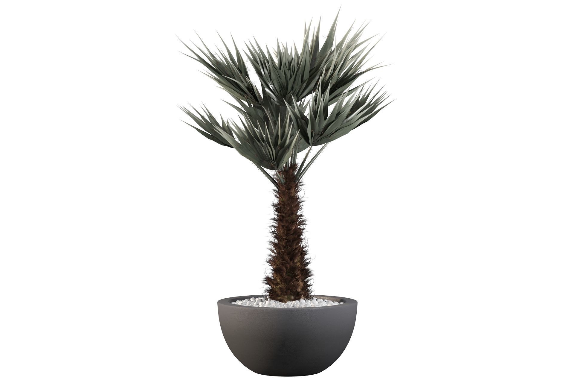 Chamaerops palm 3D model_19
