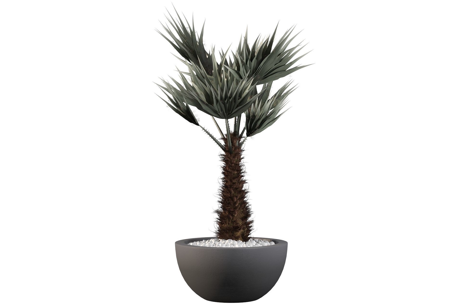 Chamaerops palm 3D model_33