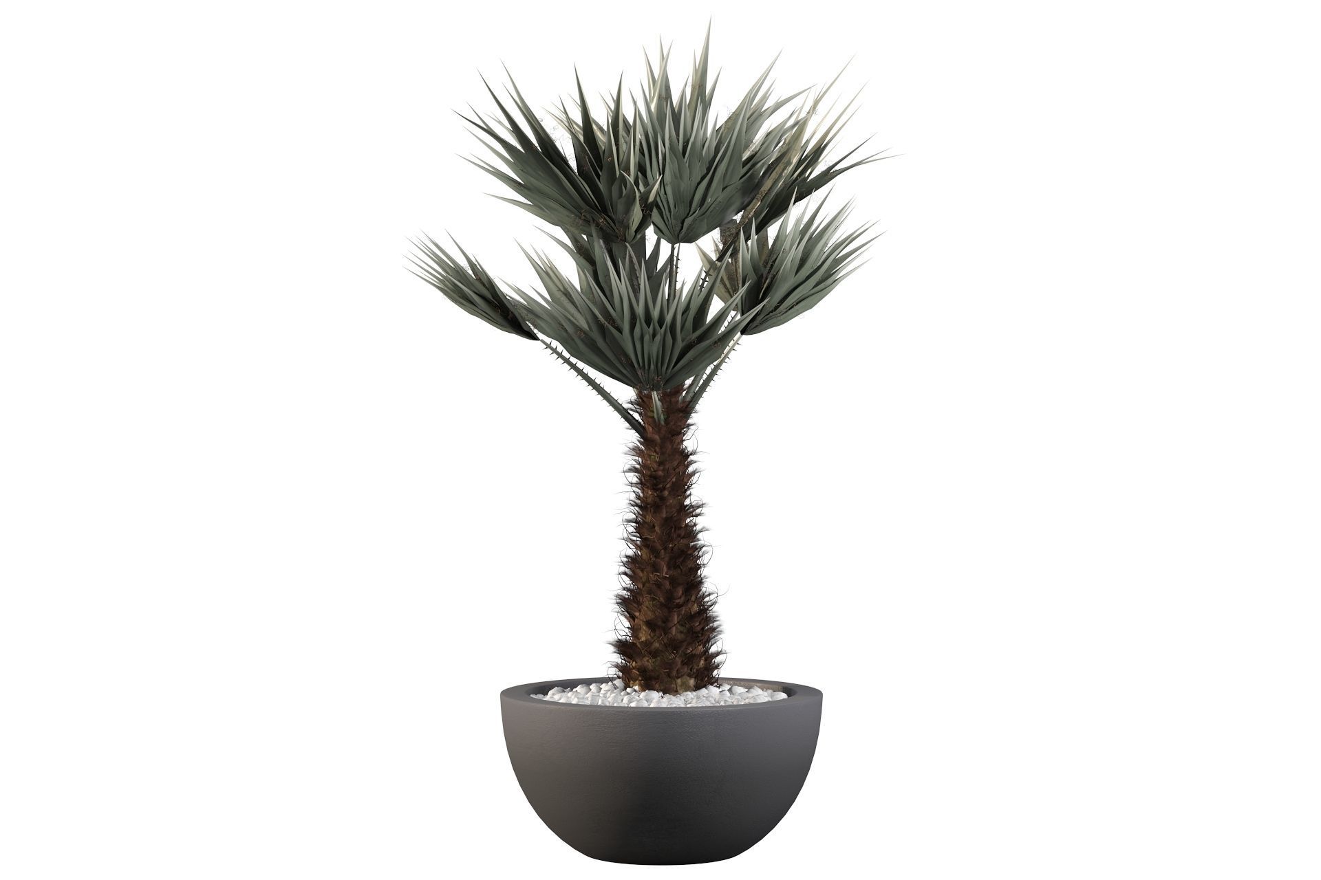 Chamaerops palm 3D model_13