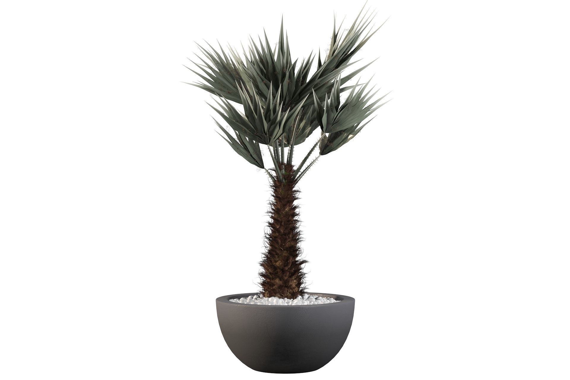 Chamaerops palm 3D model_21