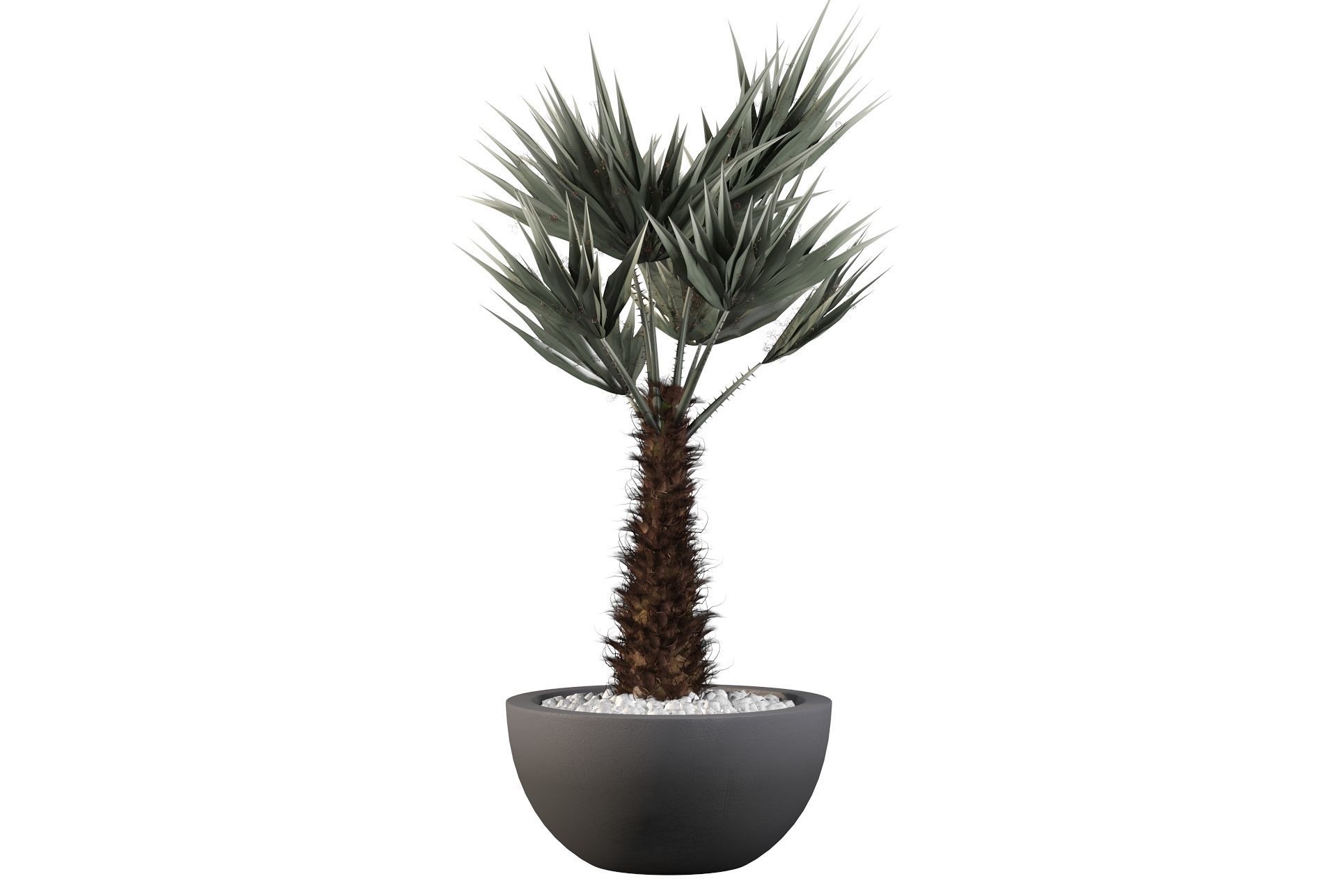 Chamaerops palm 3D model_24