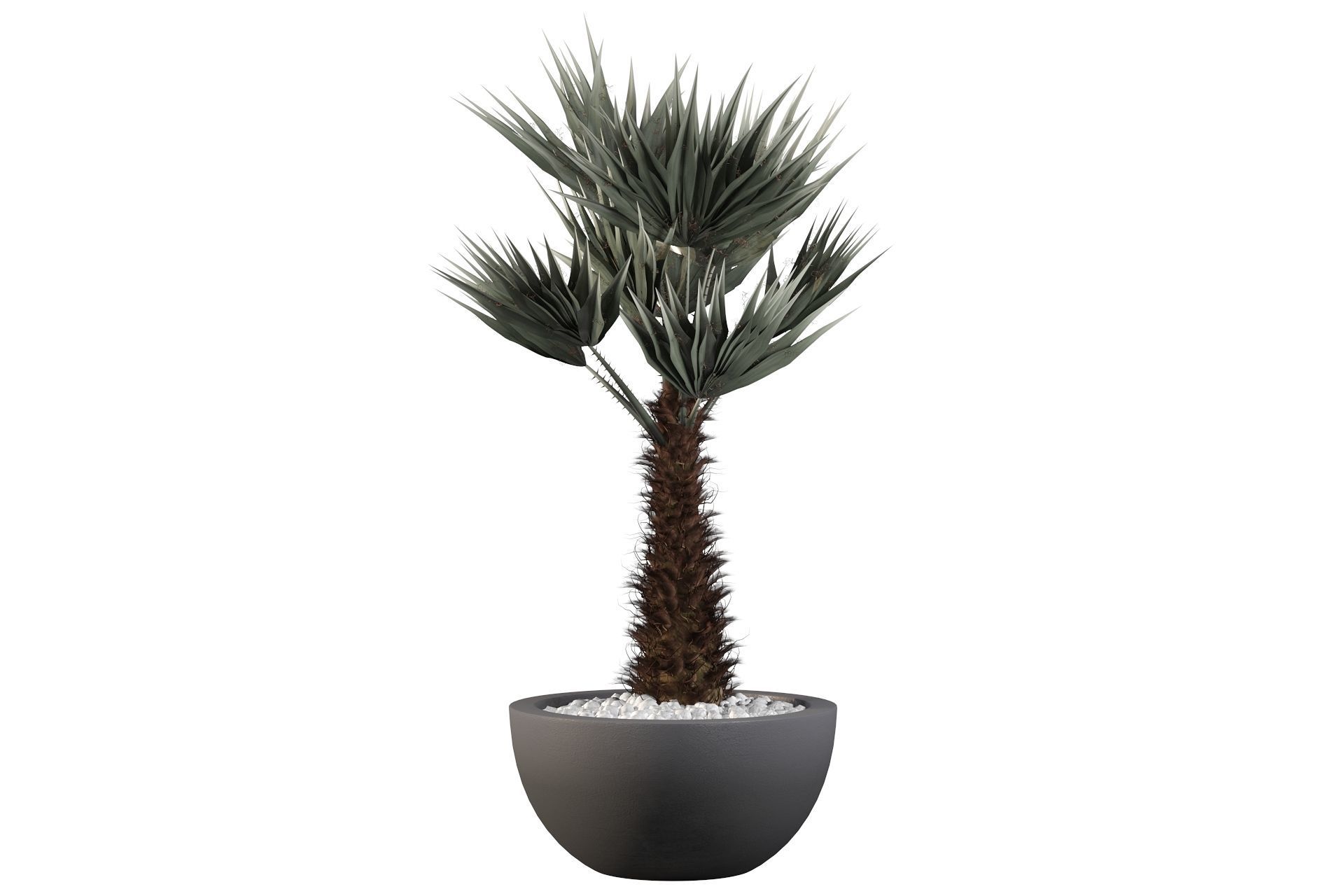 Chamaerops palm 3D model_27