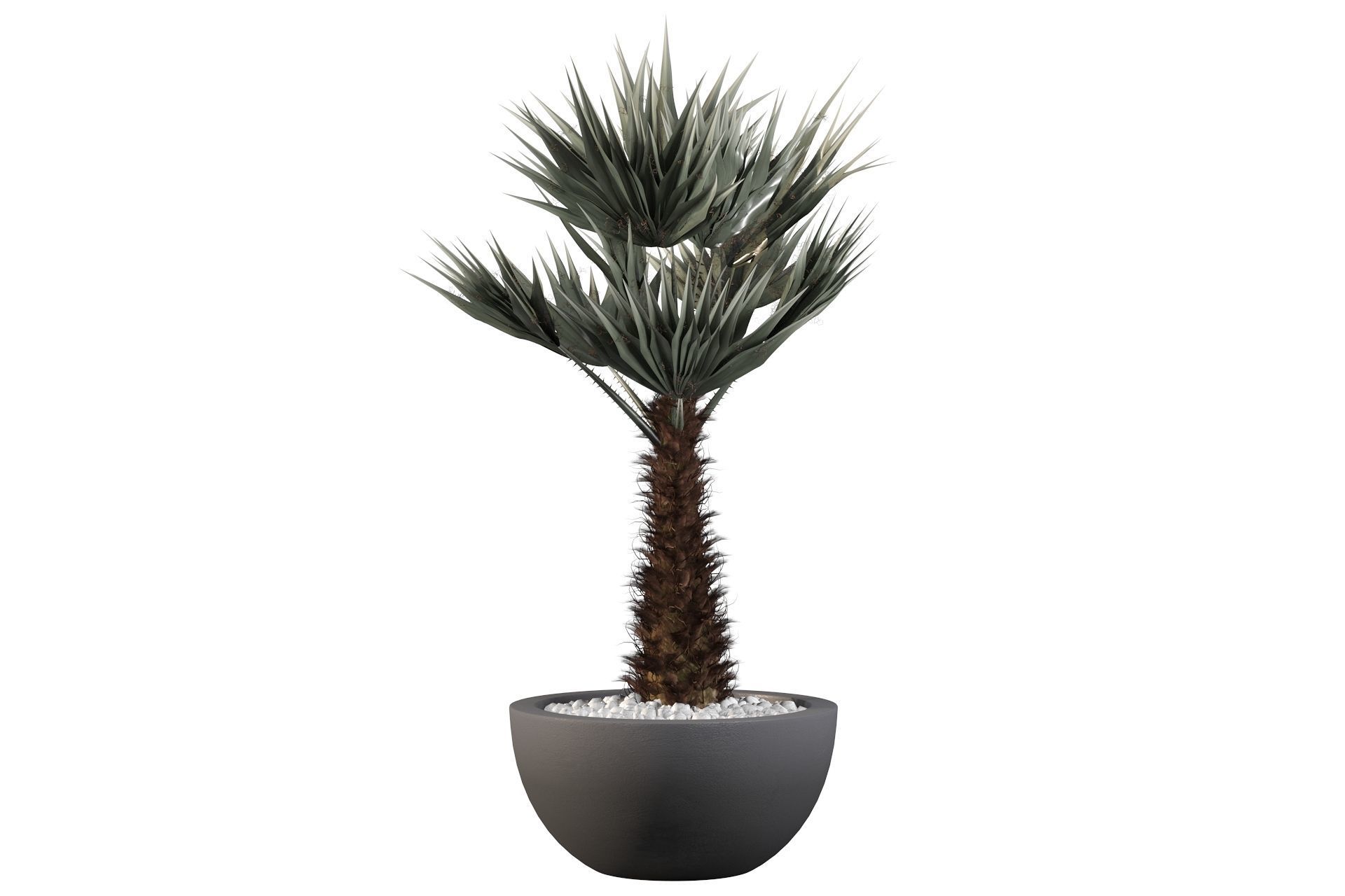 Chamaerops palm 3D model_16