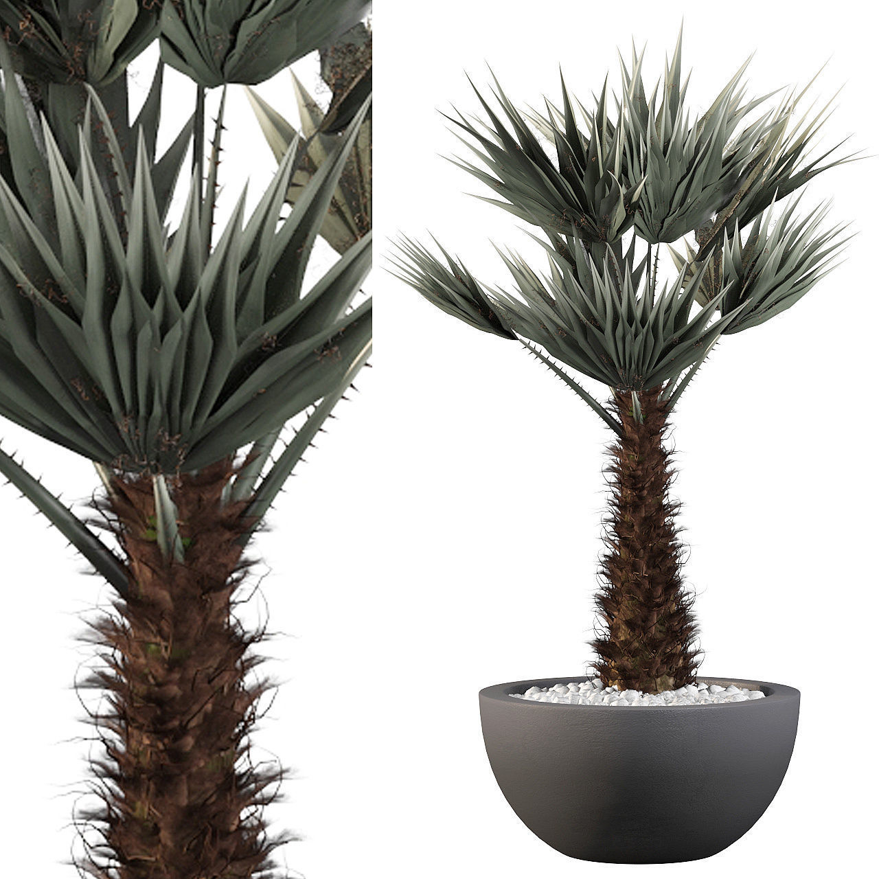 Chamaerops palm 3D model_8