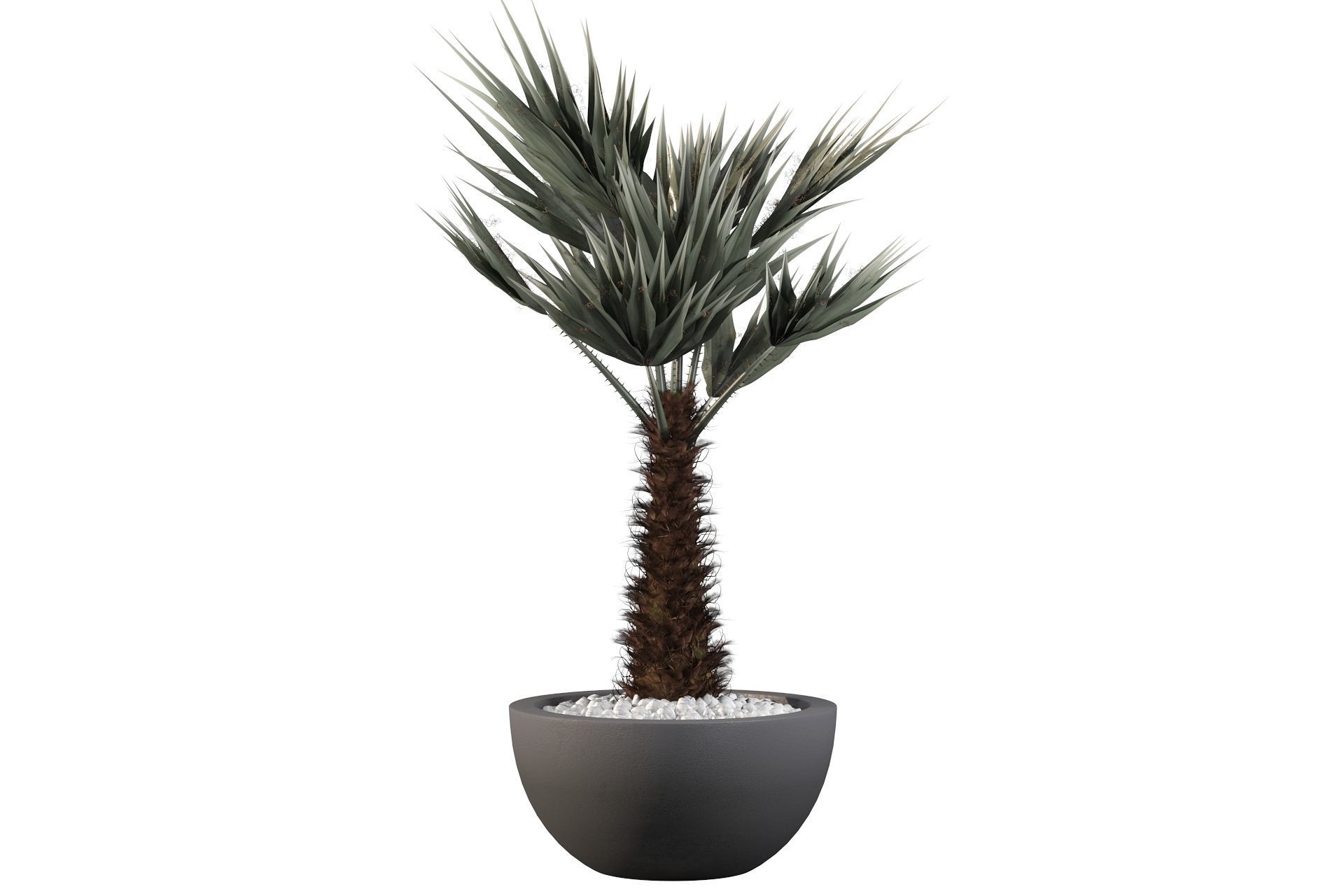 Chamaerops palm 3D model_35
