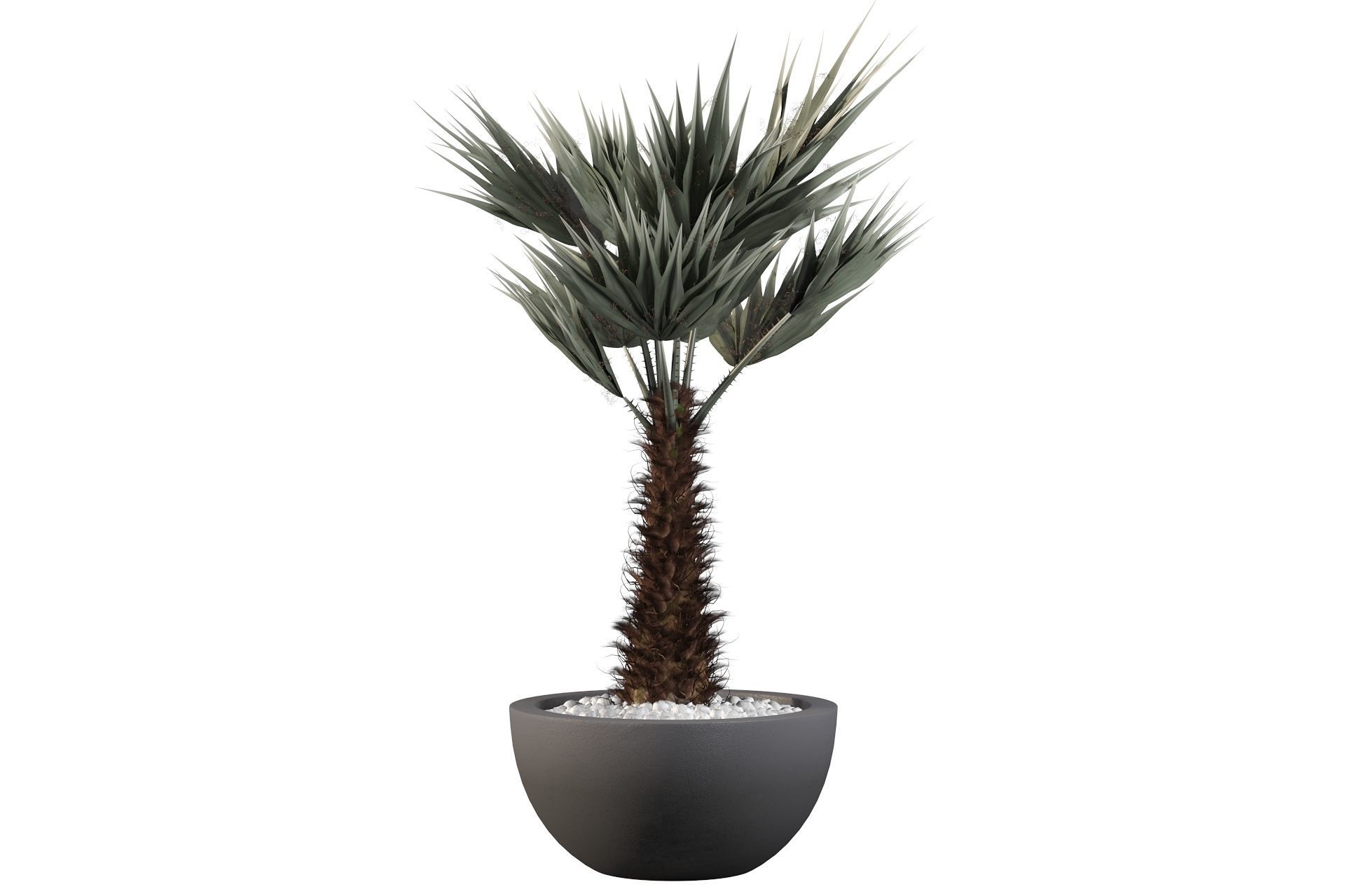 Chamaerops palm 3D model_14