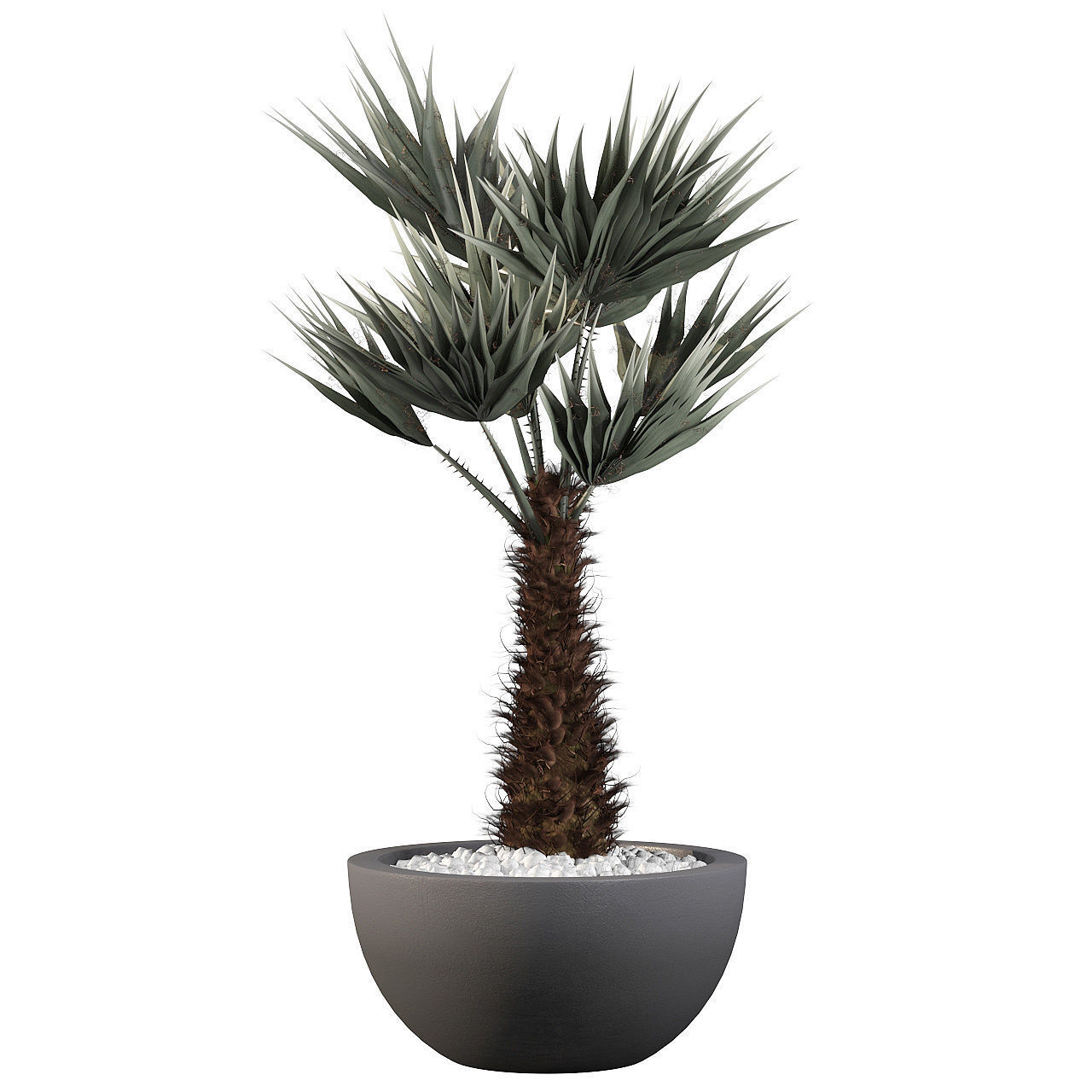 Chamaerops palm 3D model_5