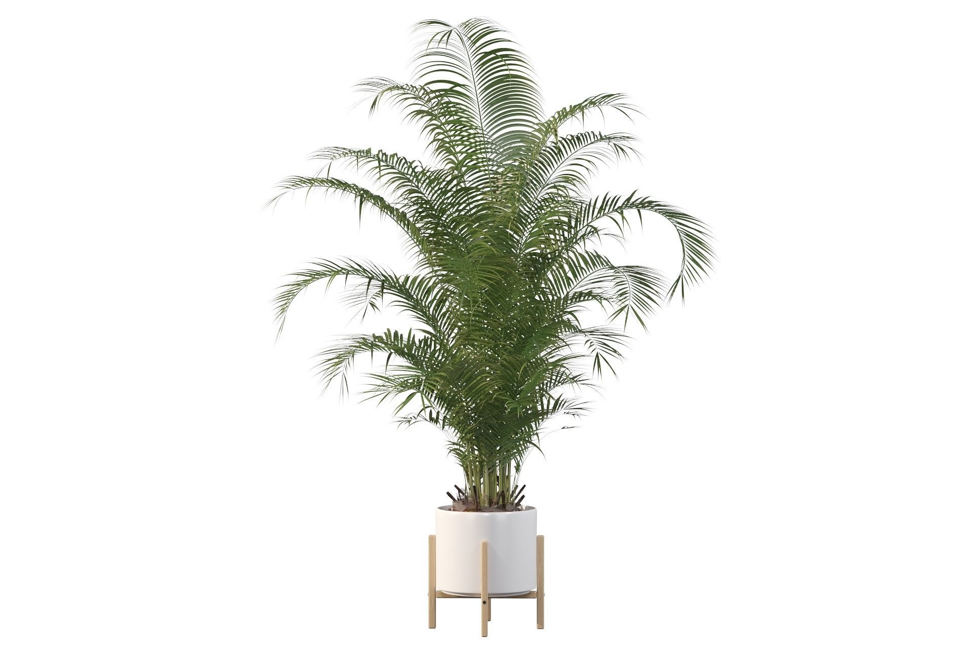 Areca palm in modern pot 3D model_23