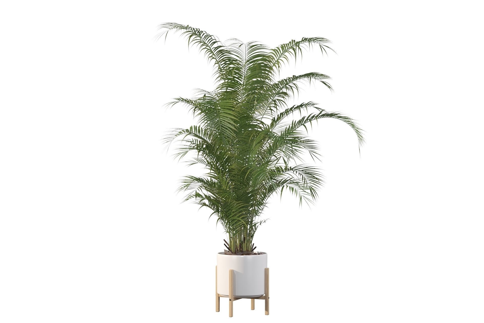 Areca palm in modern pot 3D model_7