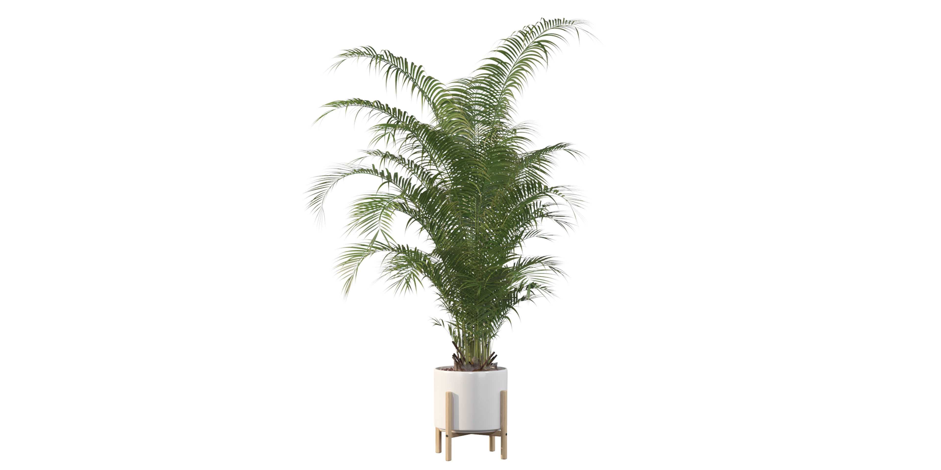 Areca palm in modern pot 3D model_30