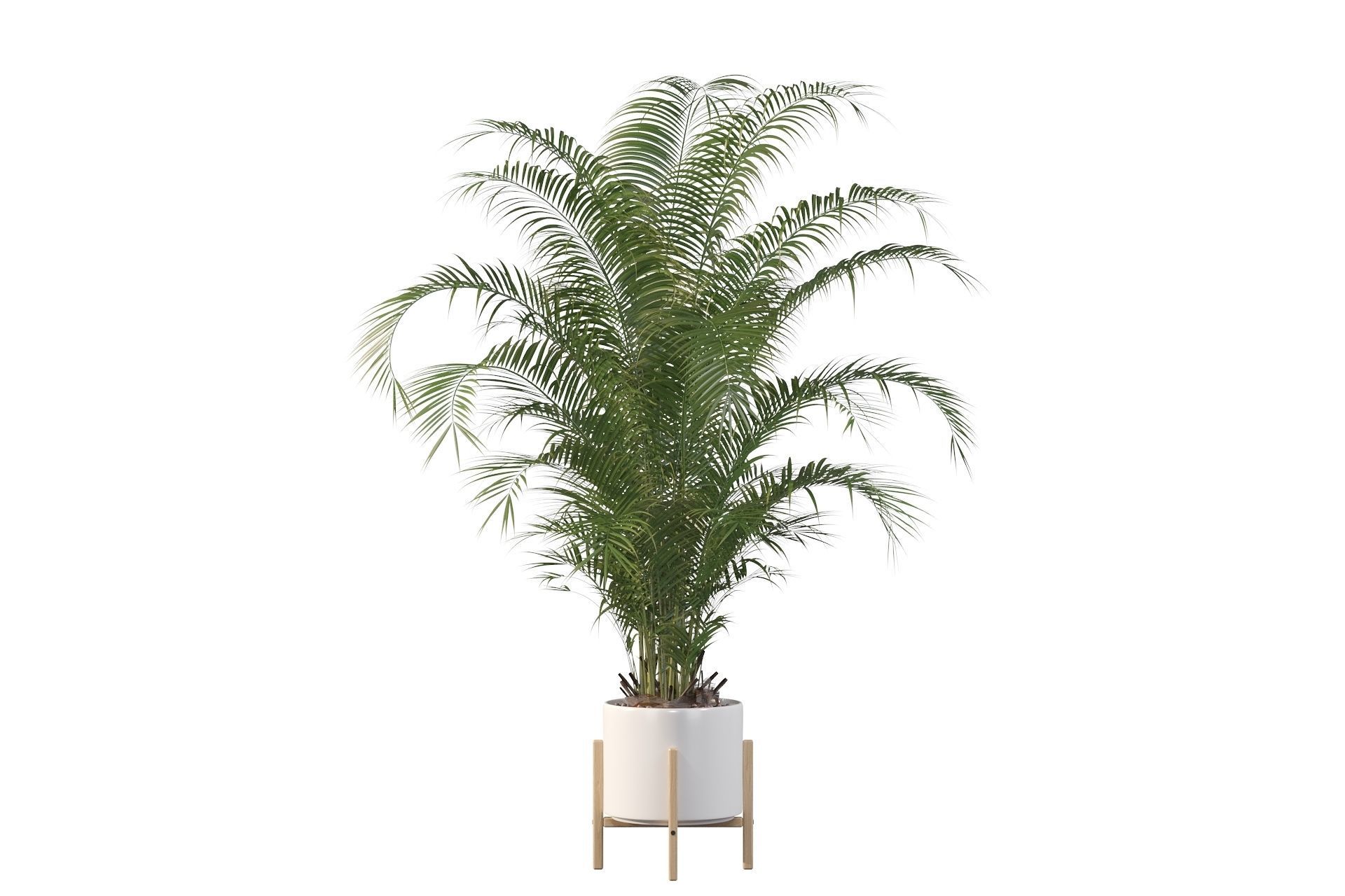 Areca palm in modern pot 3D model_56