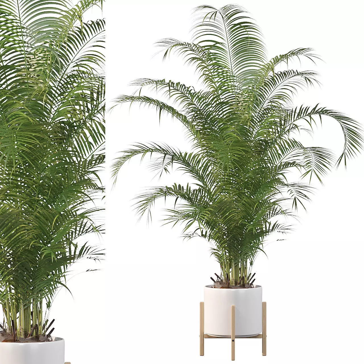 Areca palm in modern pot 3D model_0