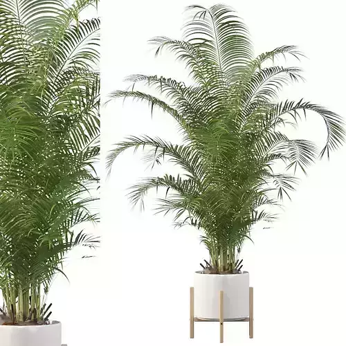 Areca palm in modern pot 3D model