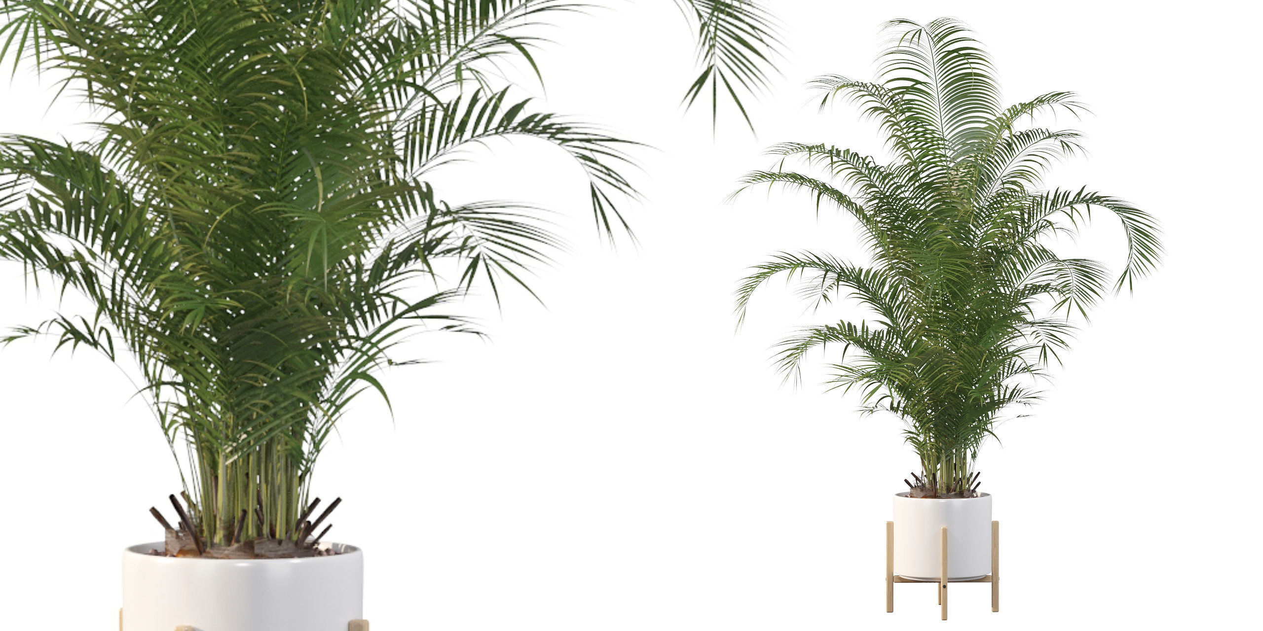 Areca palm in modern pot 3D model_34