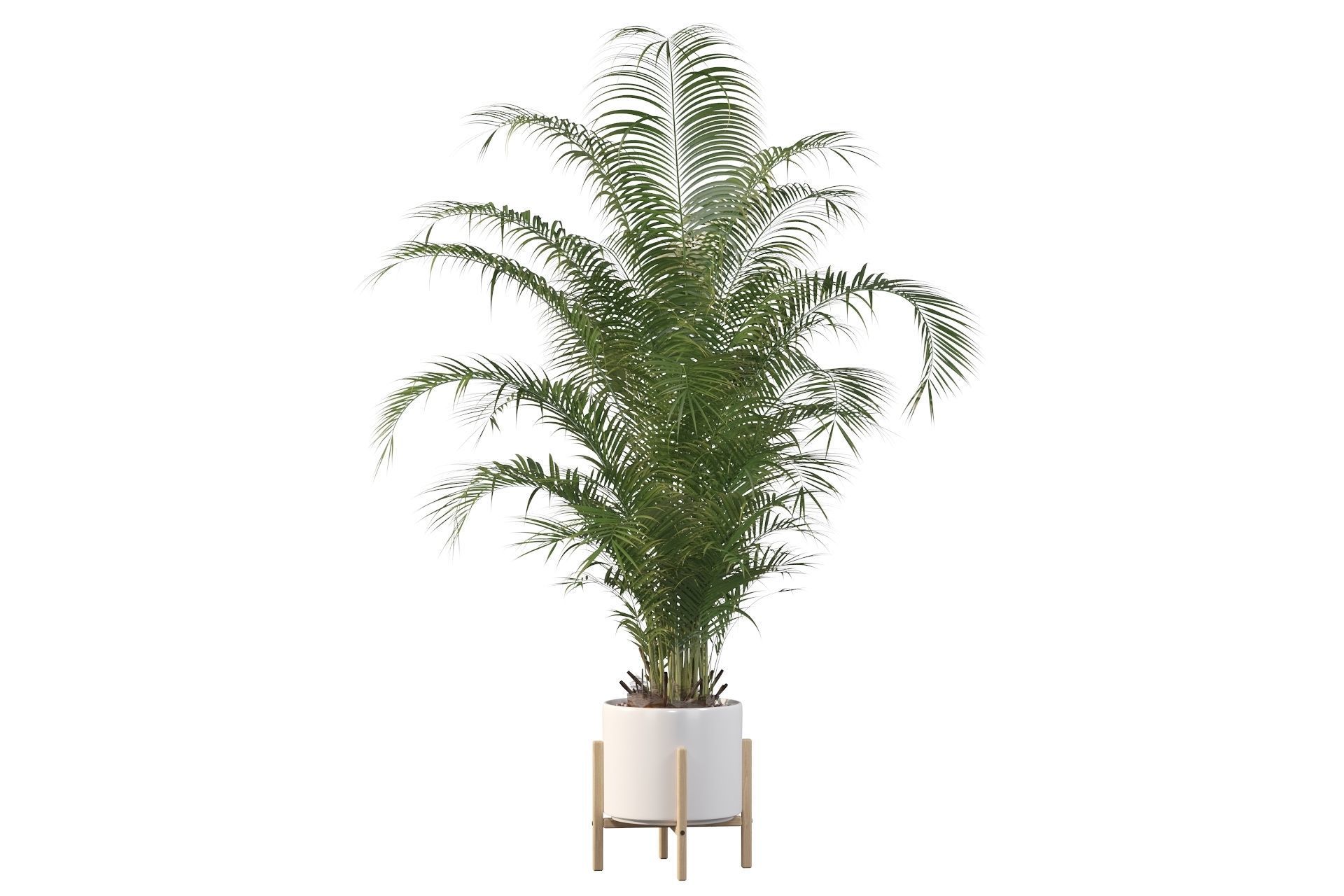 Areca palm in modern pot 3D model_48