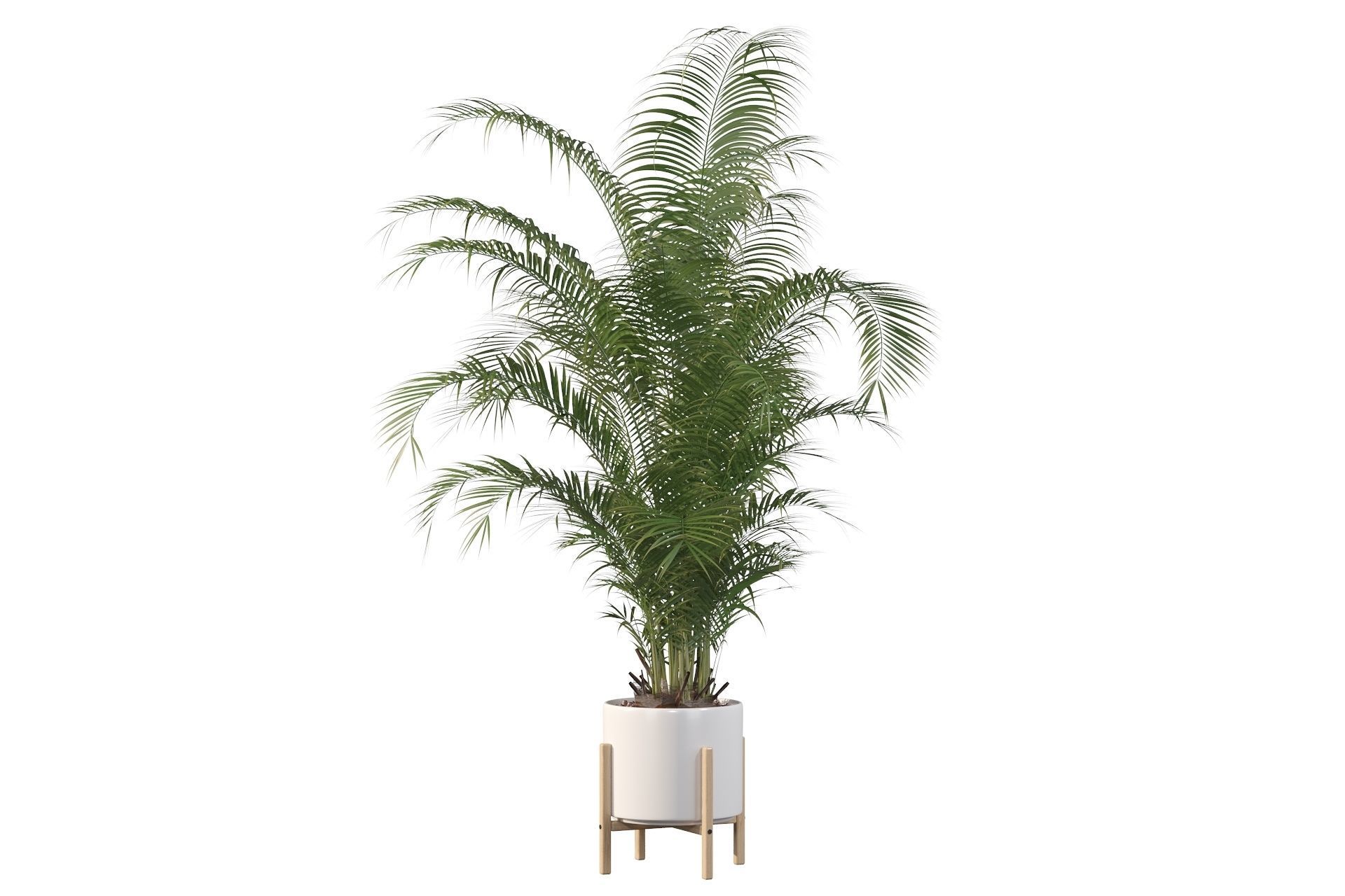 Areca palm in modern pot 3D model_19
