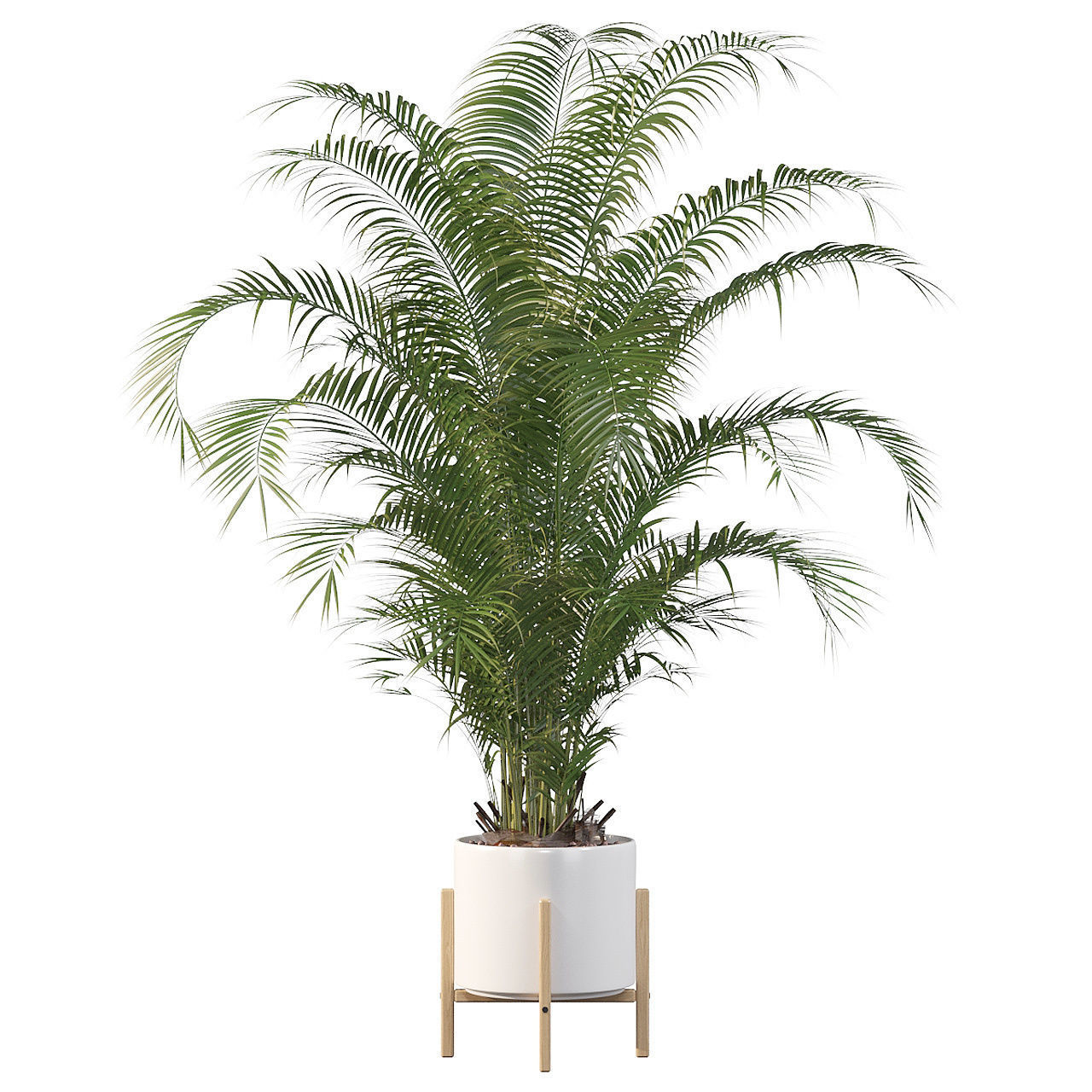 Areca palm in modern pot 3D model_3