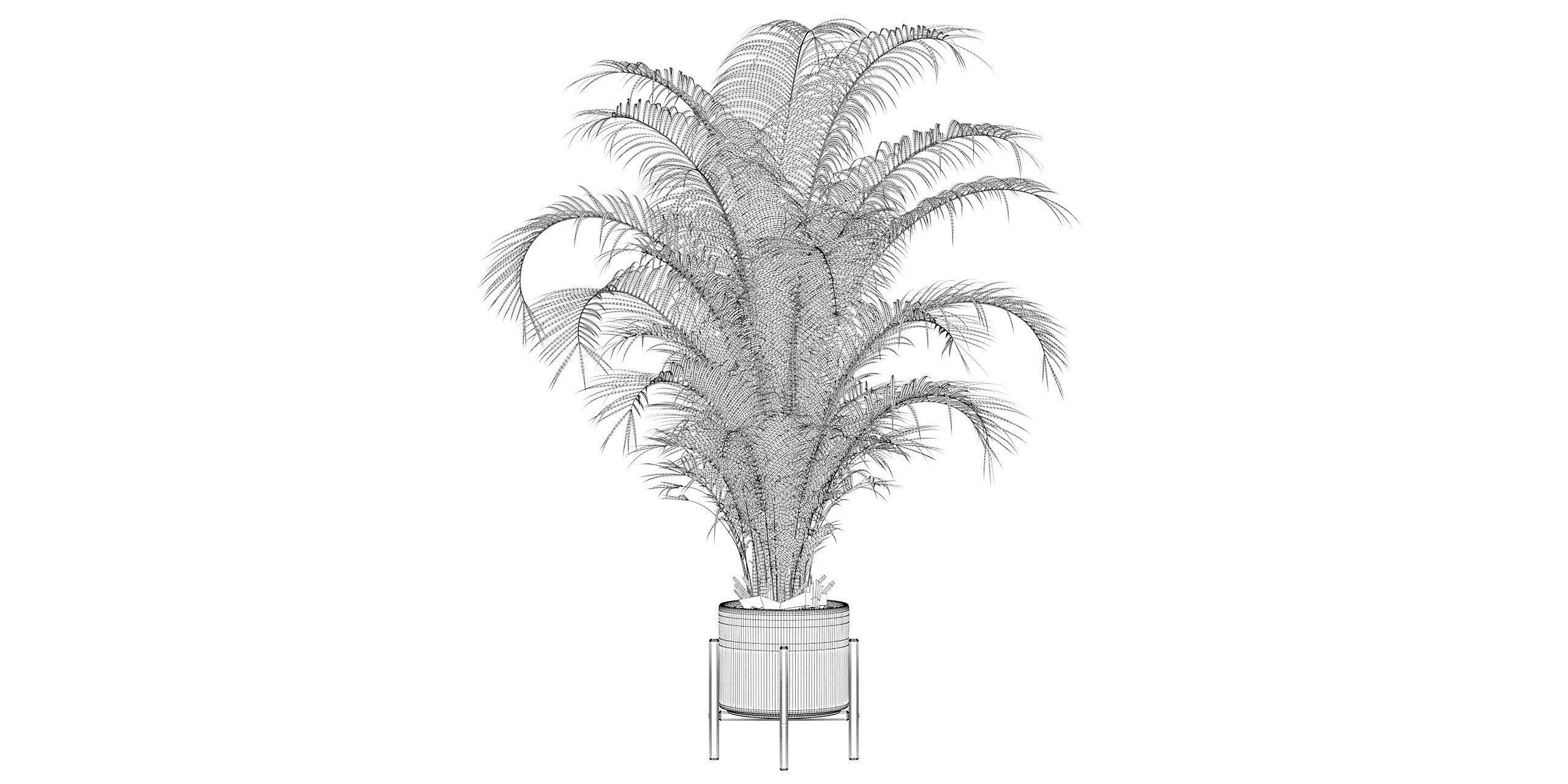 Areca palm in modern pot 3D model_31