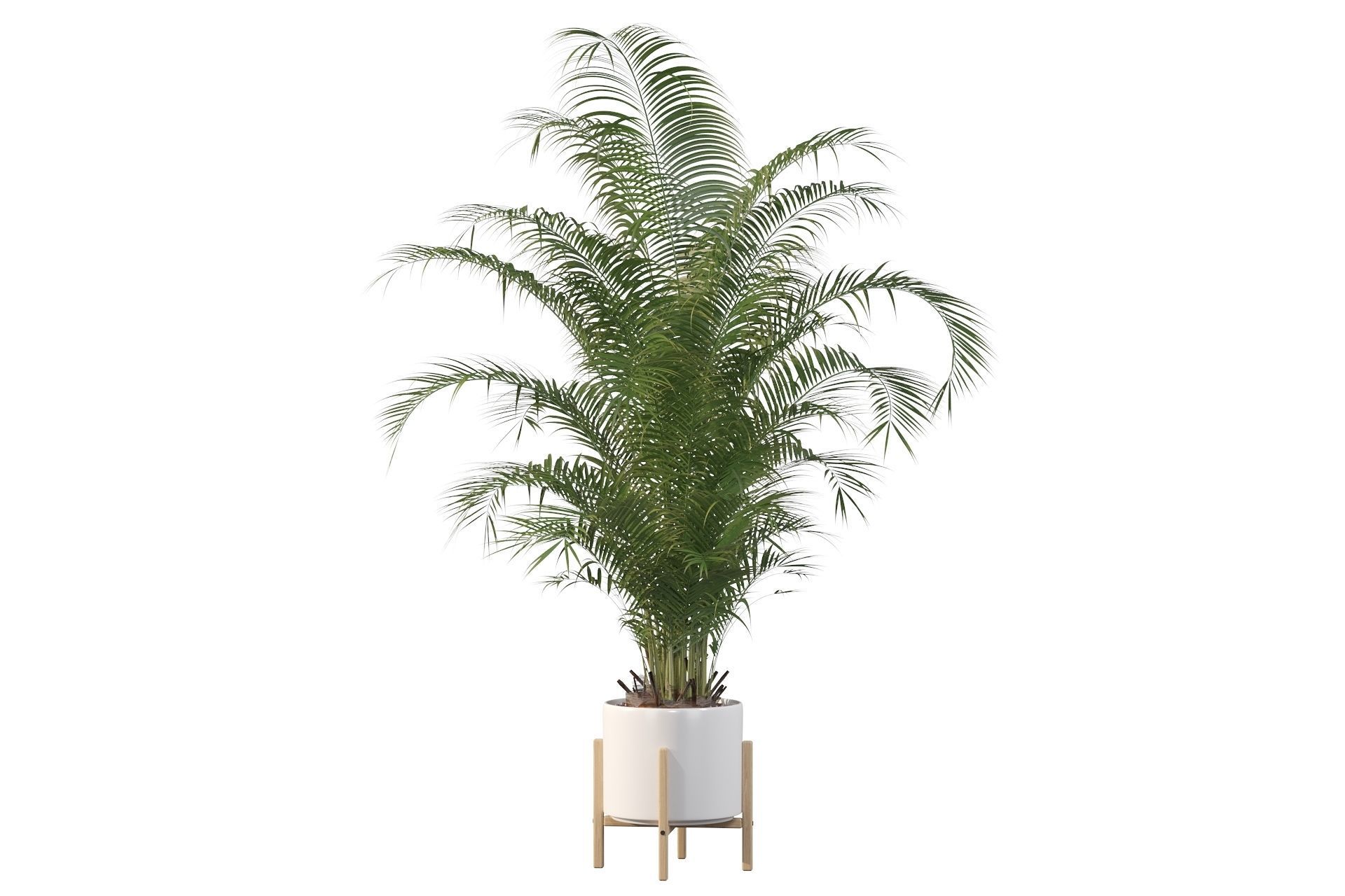 Areca palm in modern pot 3D model_45
