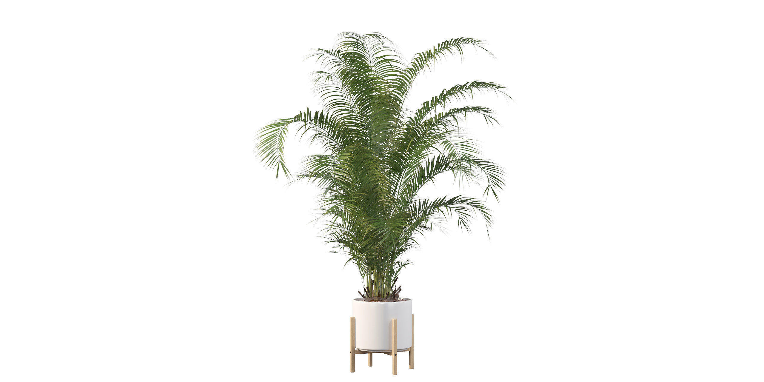 Areca palm in modern pot 3D model_32