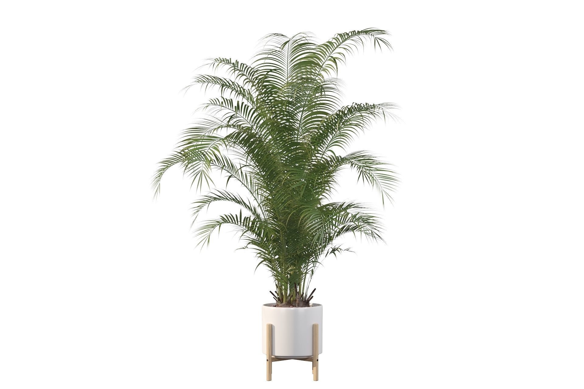 Areca palm in modern pot 3D model_61