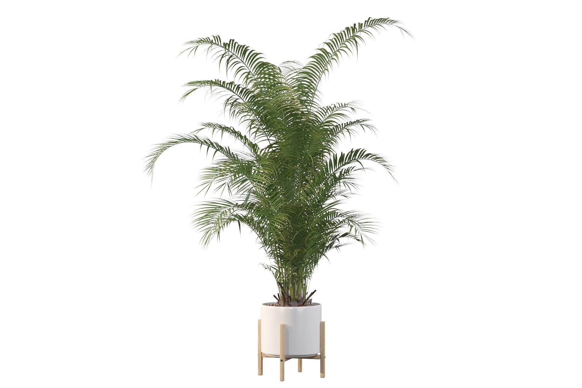 Areca palm in modern pot 3D model_55