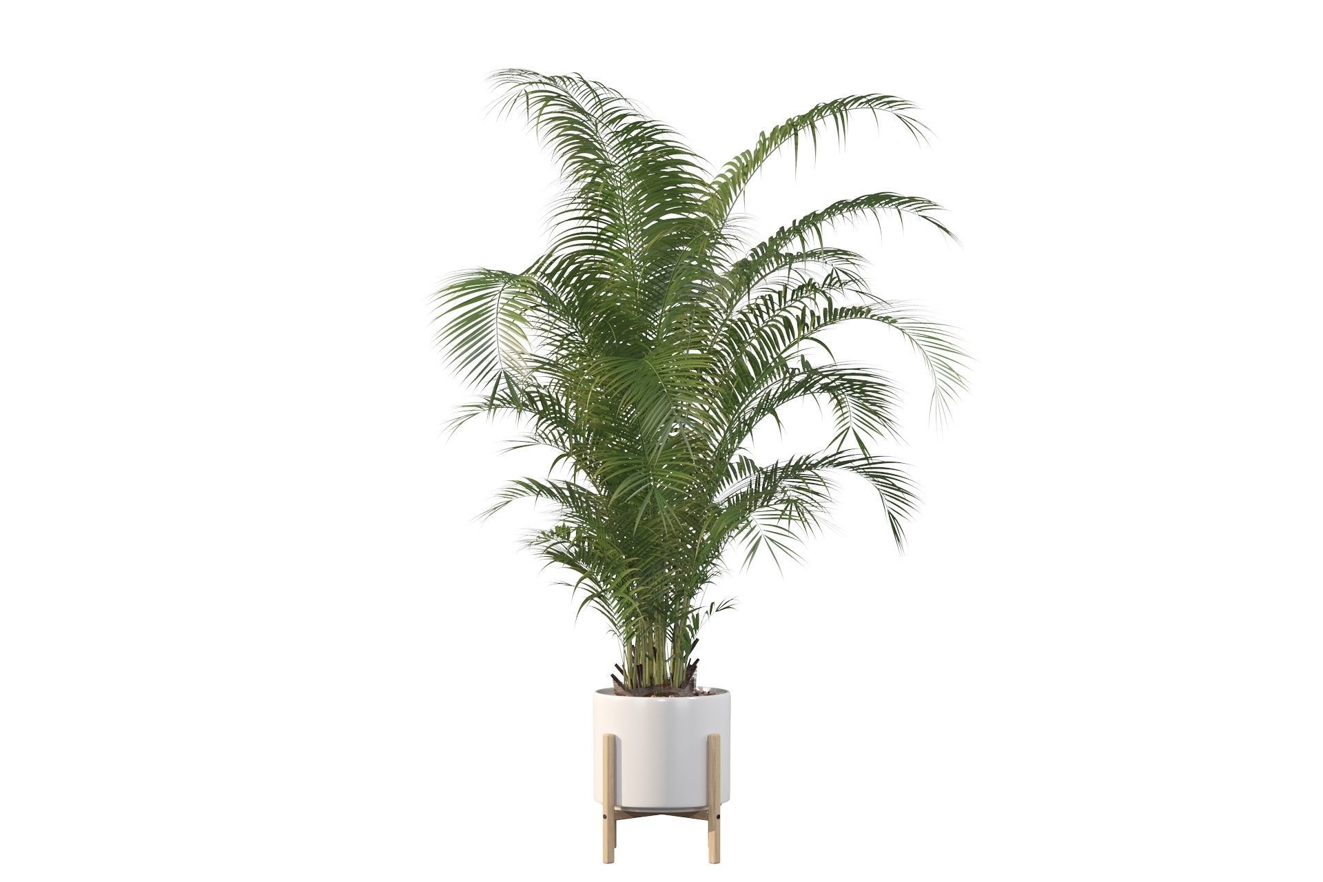 Areca palm in modern pot 3D model_51