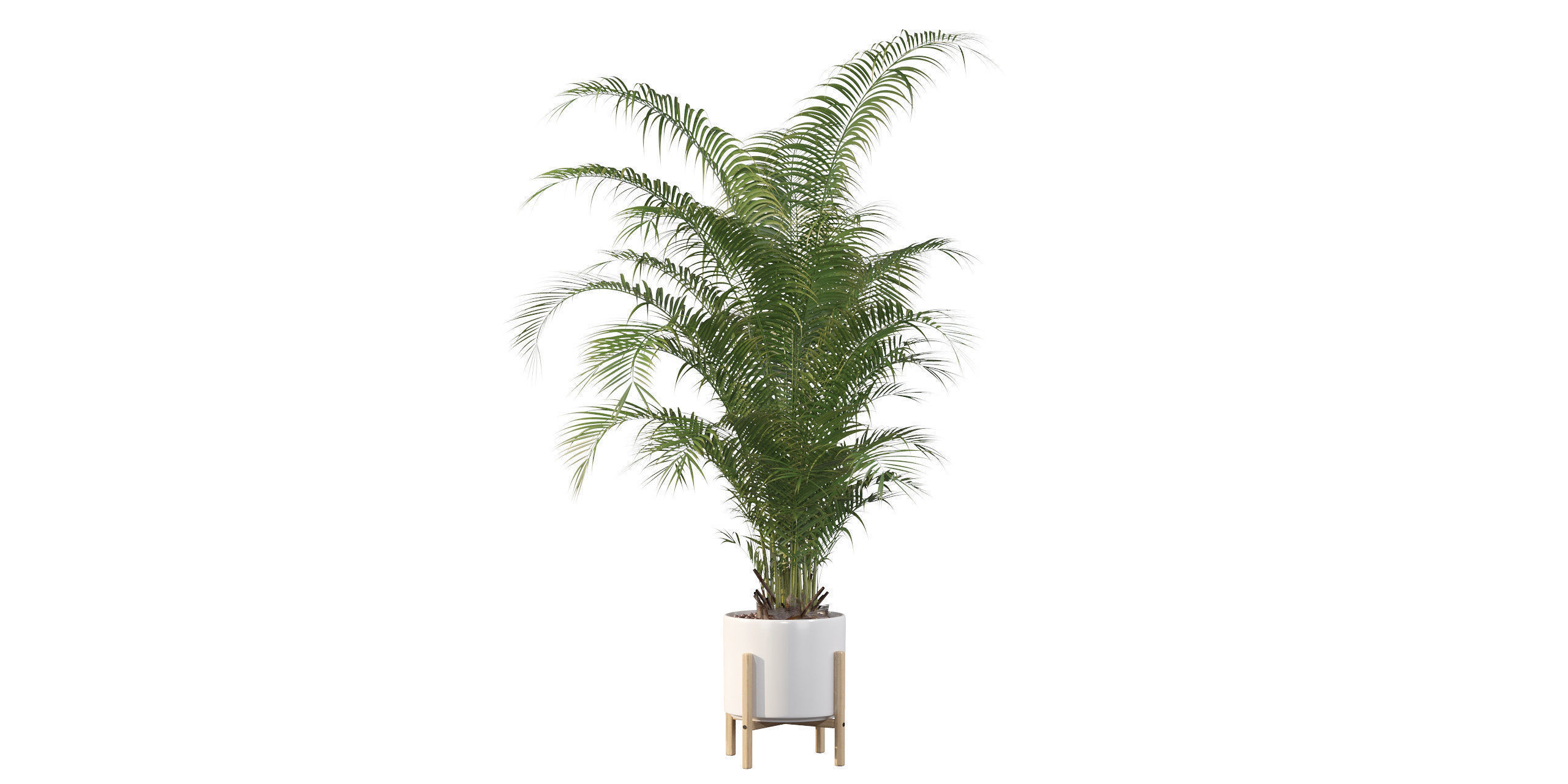 Areca palm in modern pot 3D model_33