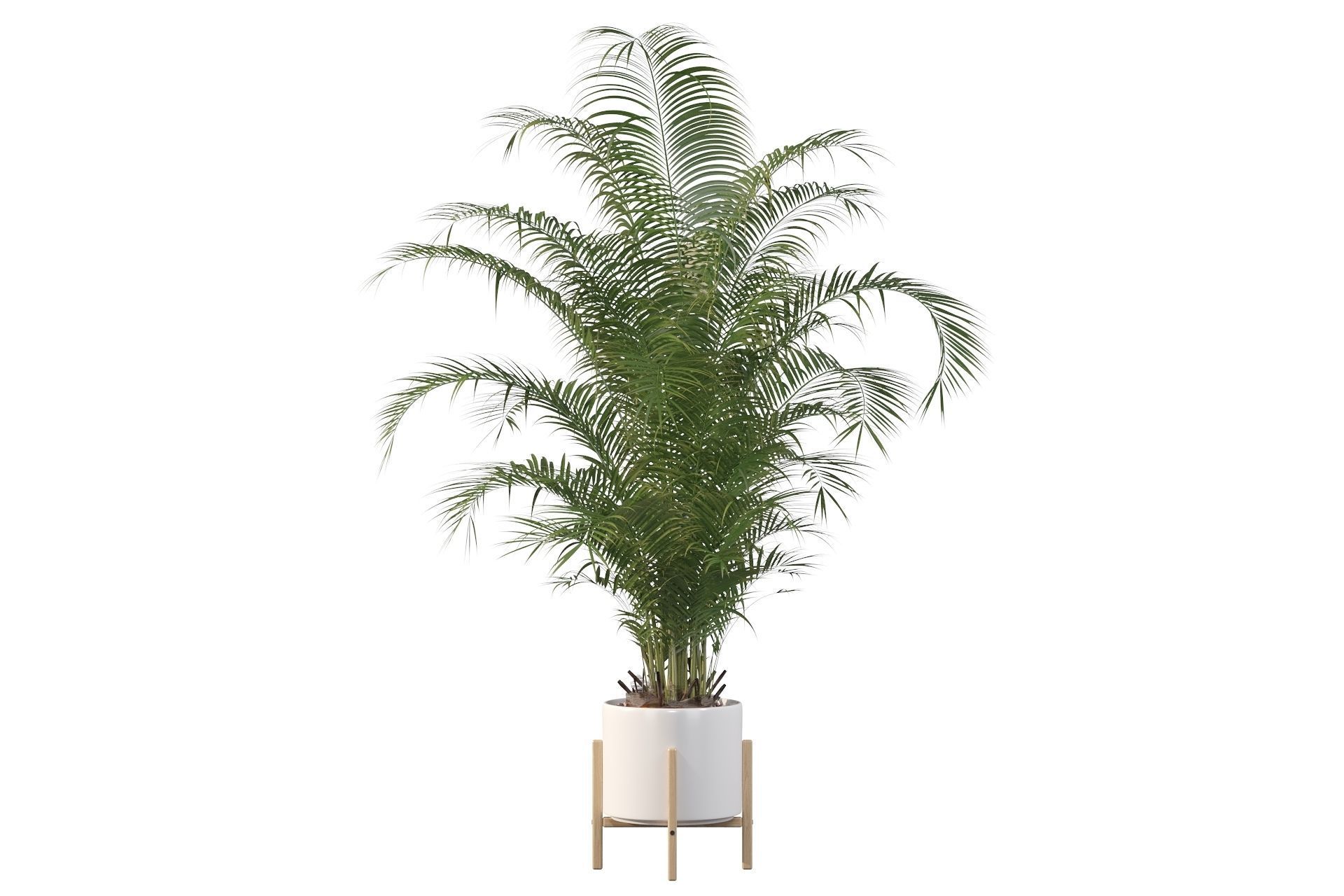 Areca palm in modern pot 3D model_38