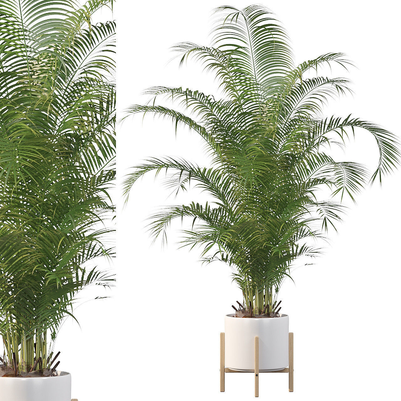 Areca palm in modern pot 3D model_29
