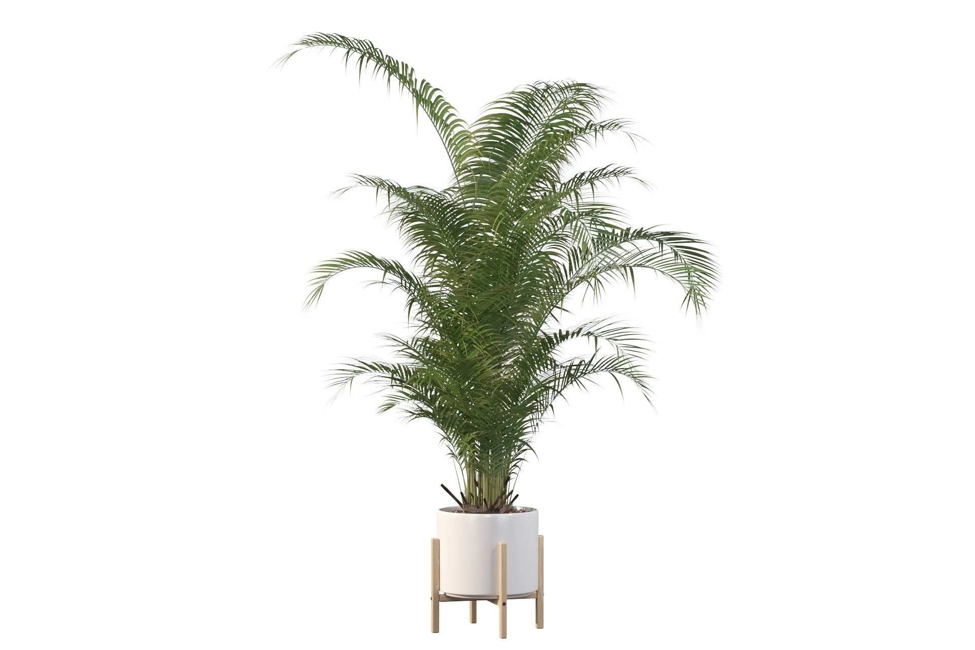 Areca palm in modern pot 3D model_5