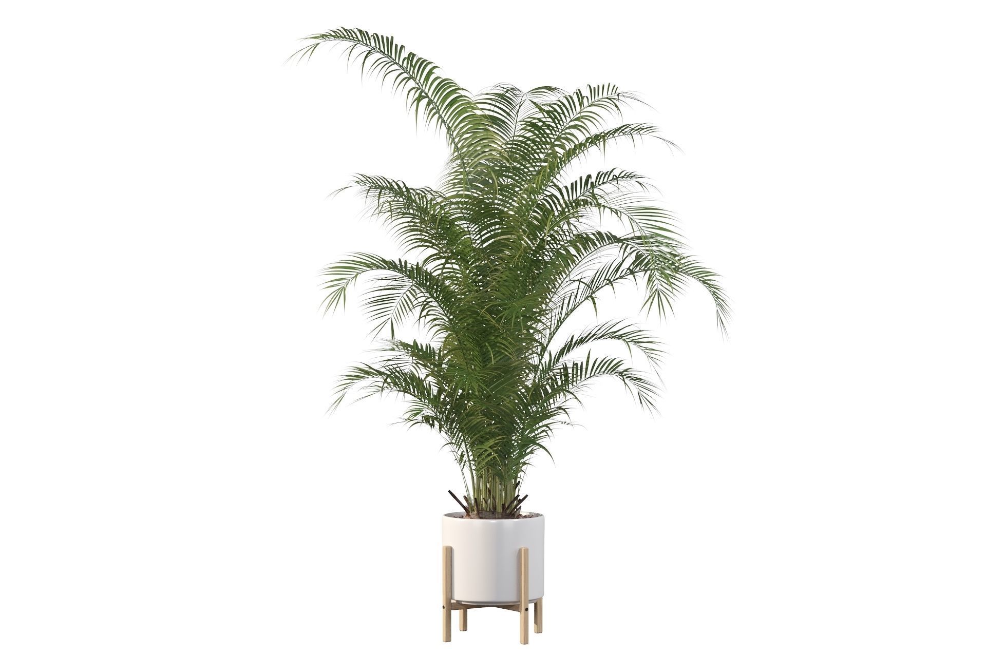 Areca palm in modern pot 3D model_28