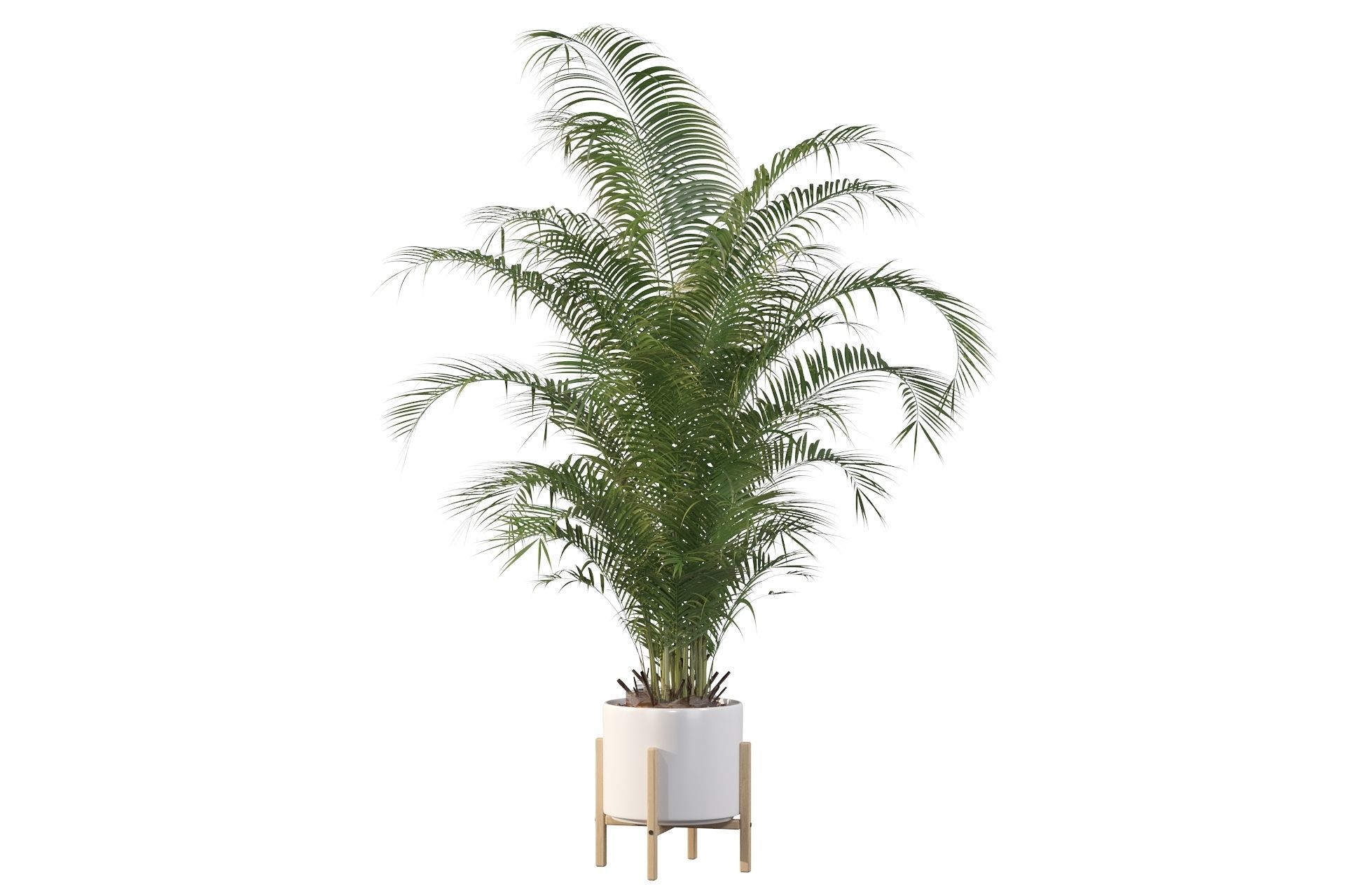 Areca palm in modern pot 3D model_52