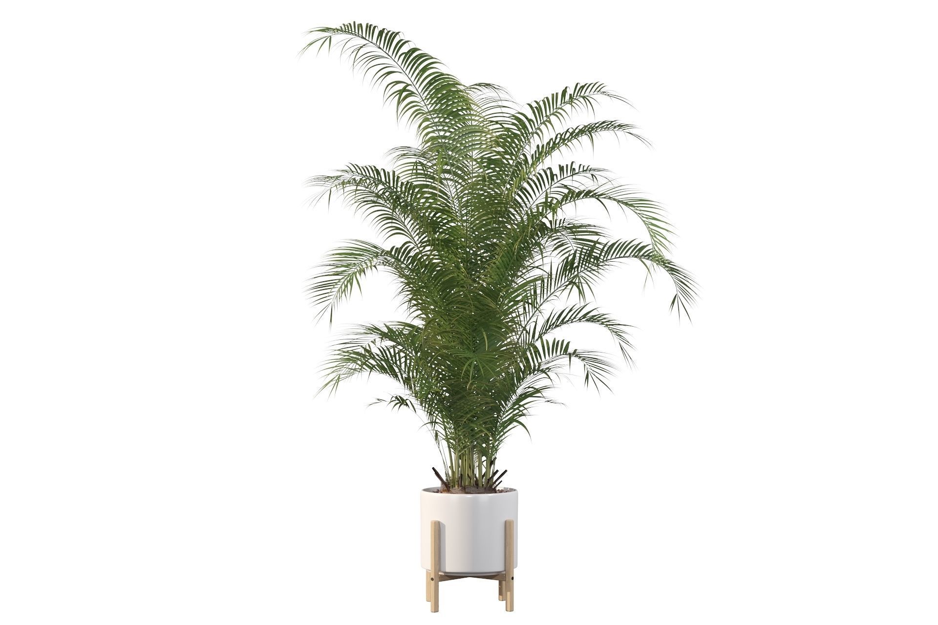 Areca palm in modern pot 3D model_27