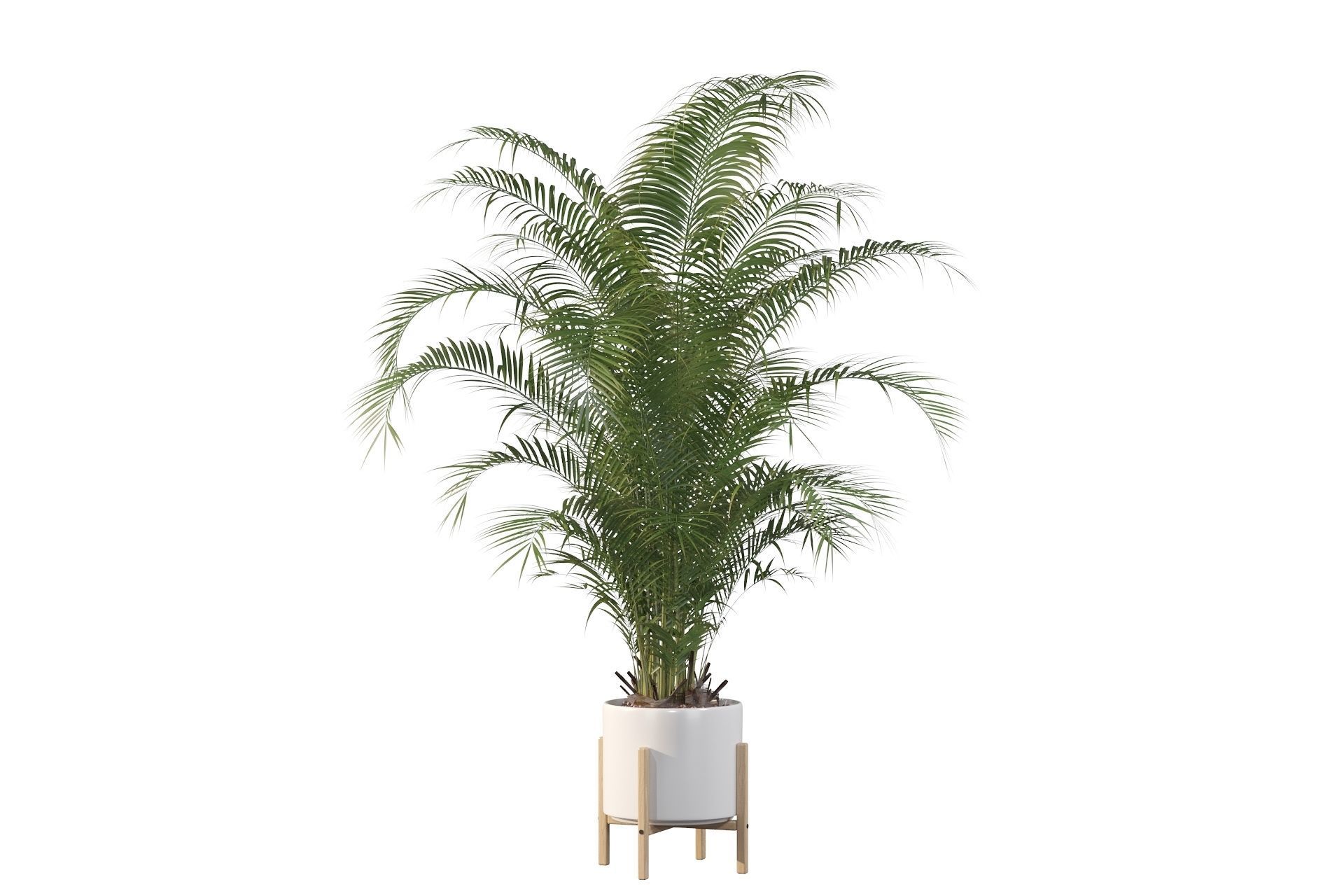 Areca palm in modern pot 3D model_58