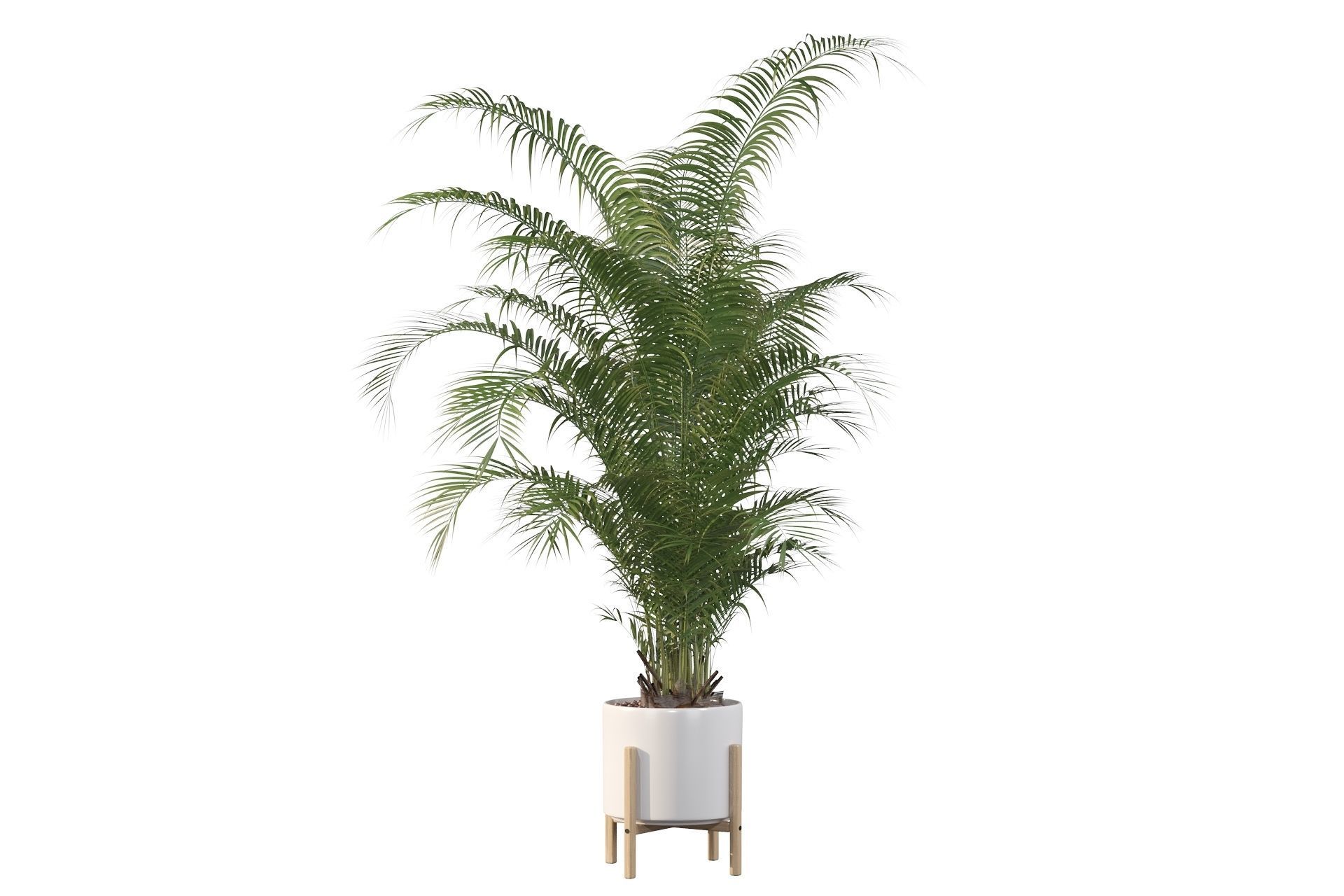 Areca palm in modern pot 3D model_17