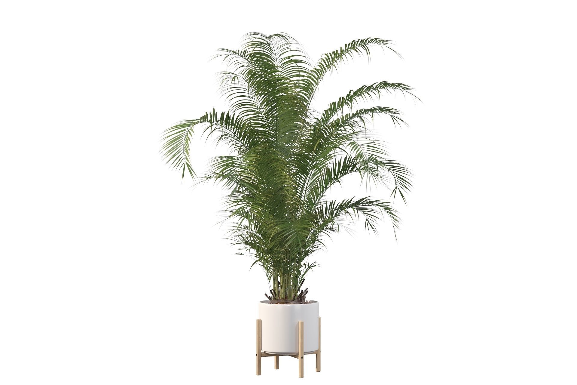 Areca palm in modern pot 3D model_9