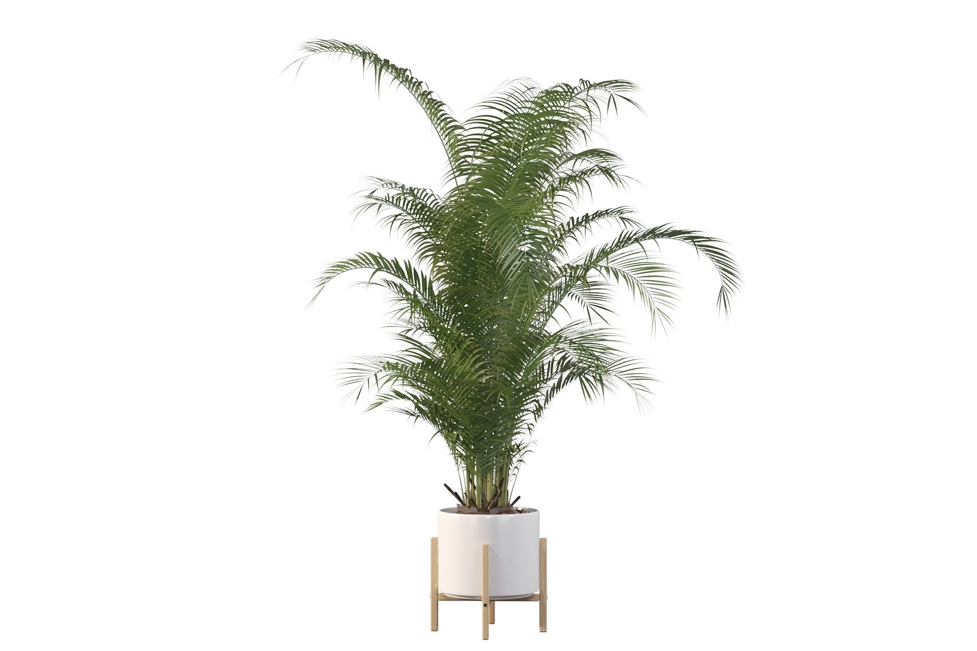Areca palm in modern pot 3D model_6