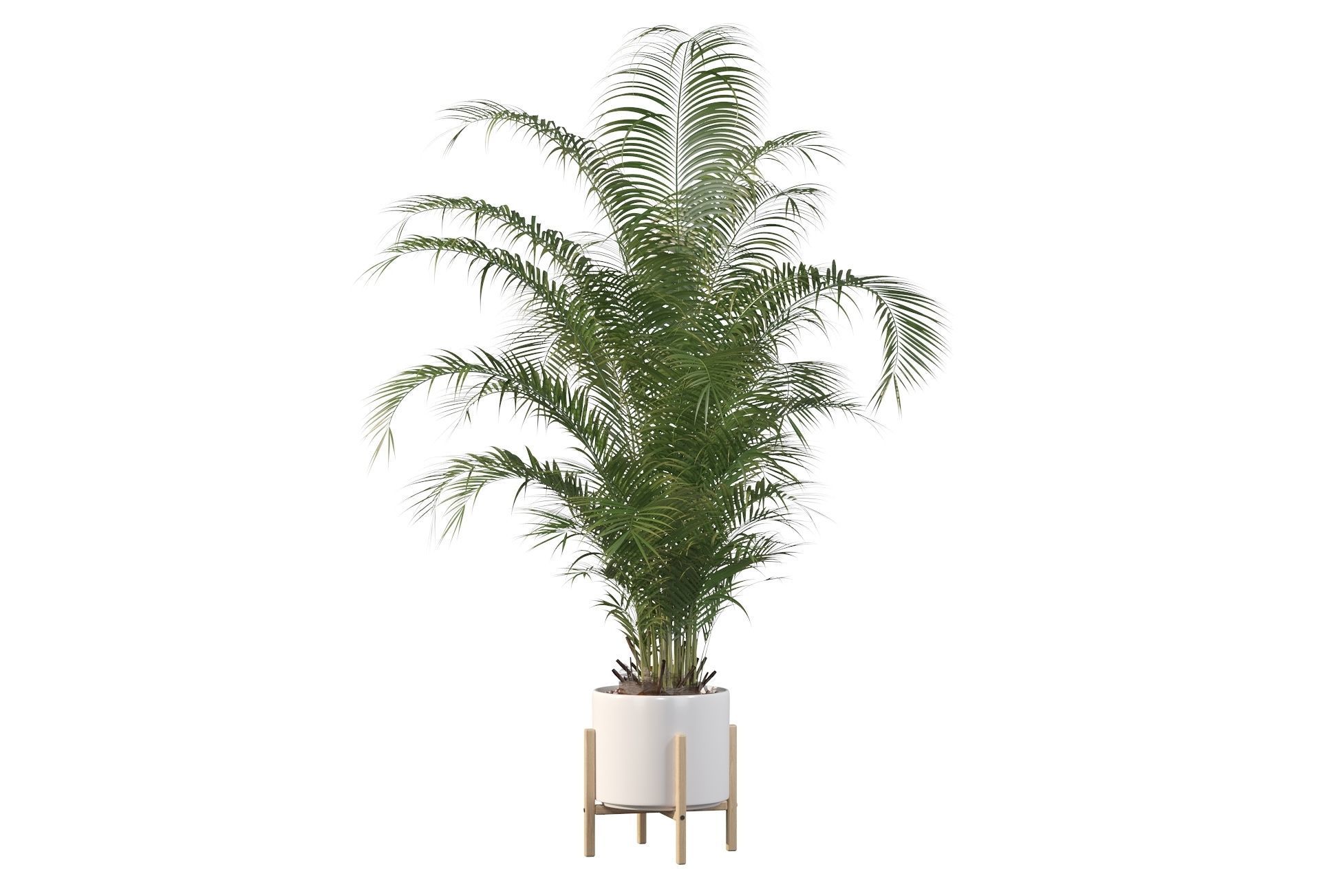 Areca palm in modern pot 3D model_53