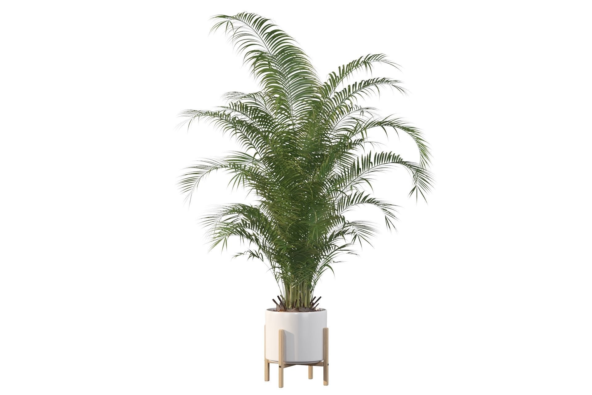 Areca palm in modern pot 3D model_41