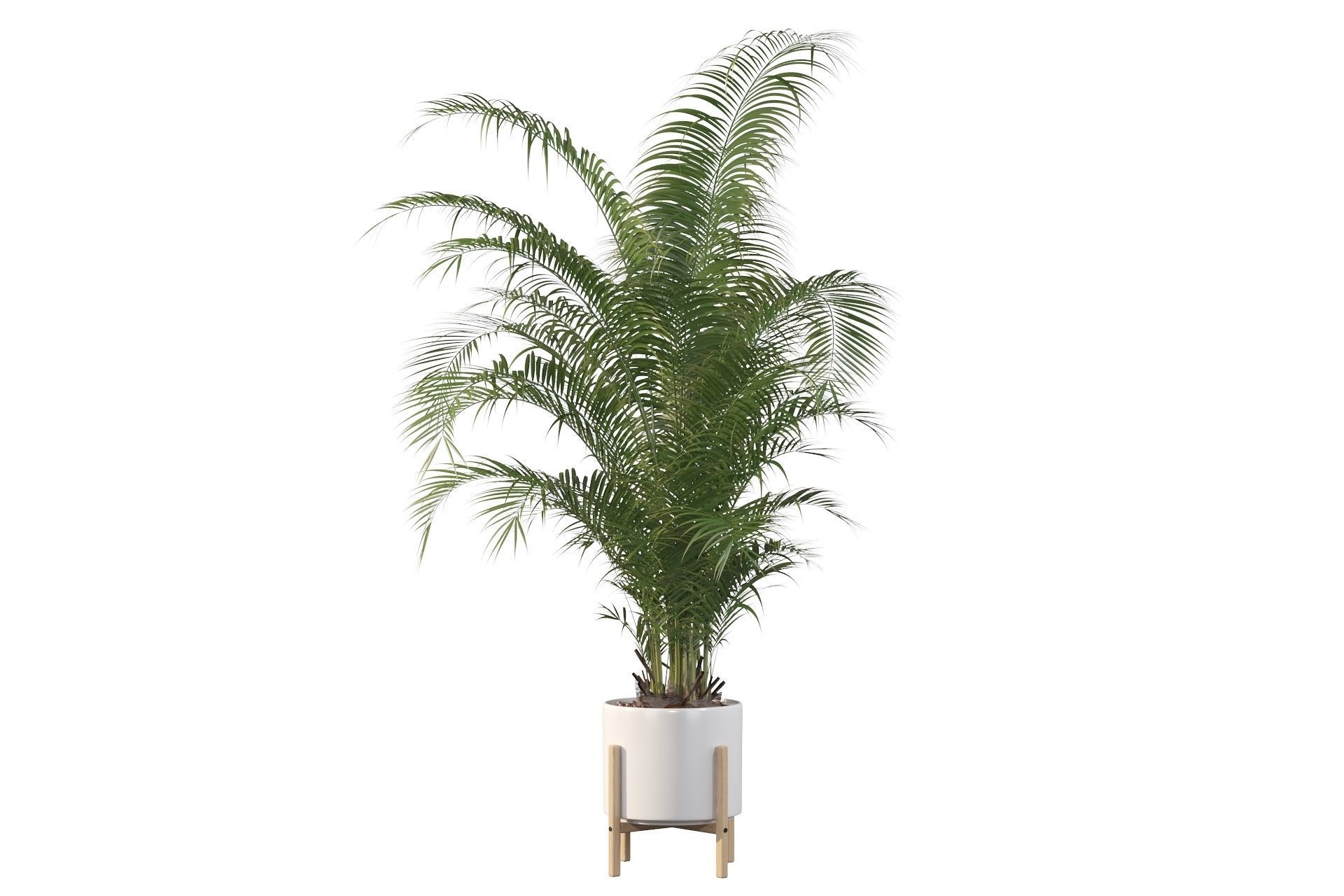 Areca palm in modern pot 3D model_18