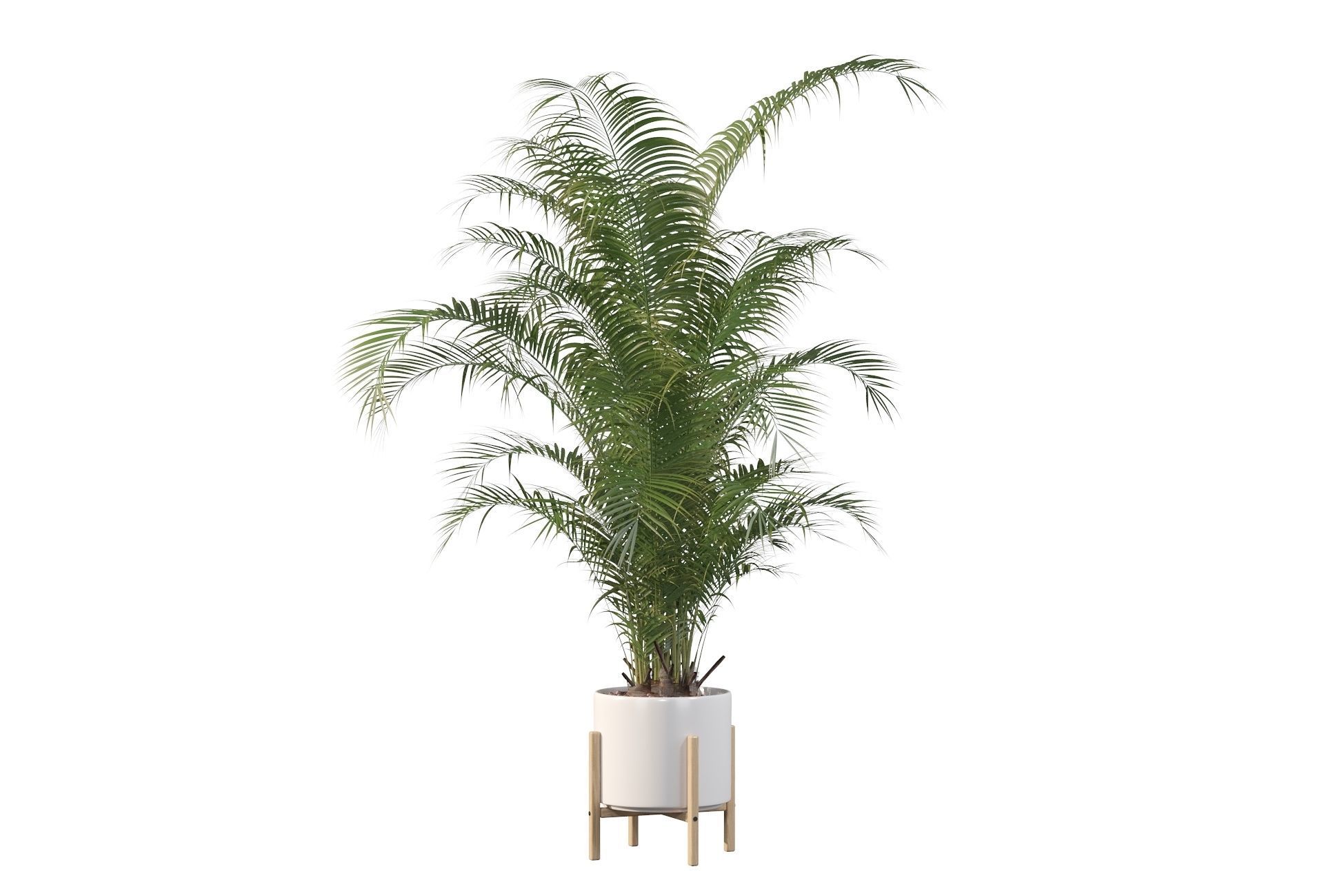Areca palm in modern pot 3D model_40