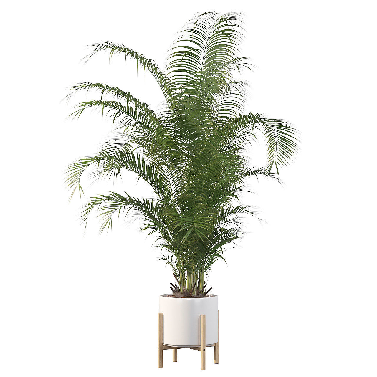 Areca palm in modern pot 3D model_1