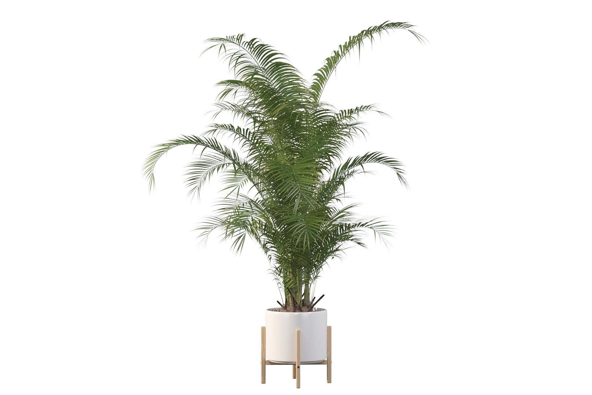Areca palm in modern pot 3D model_50
